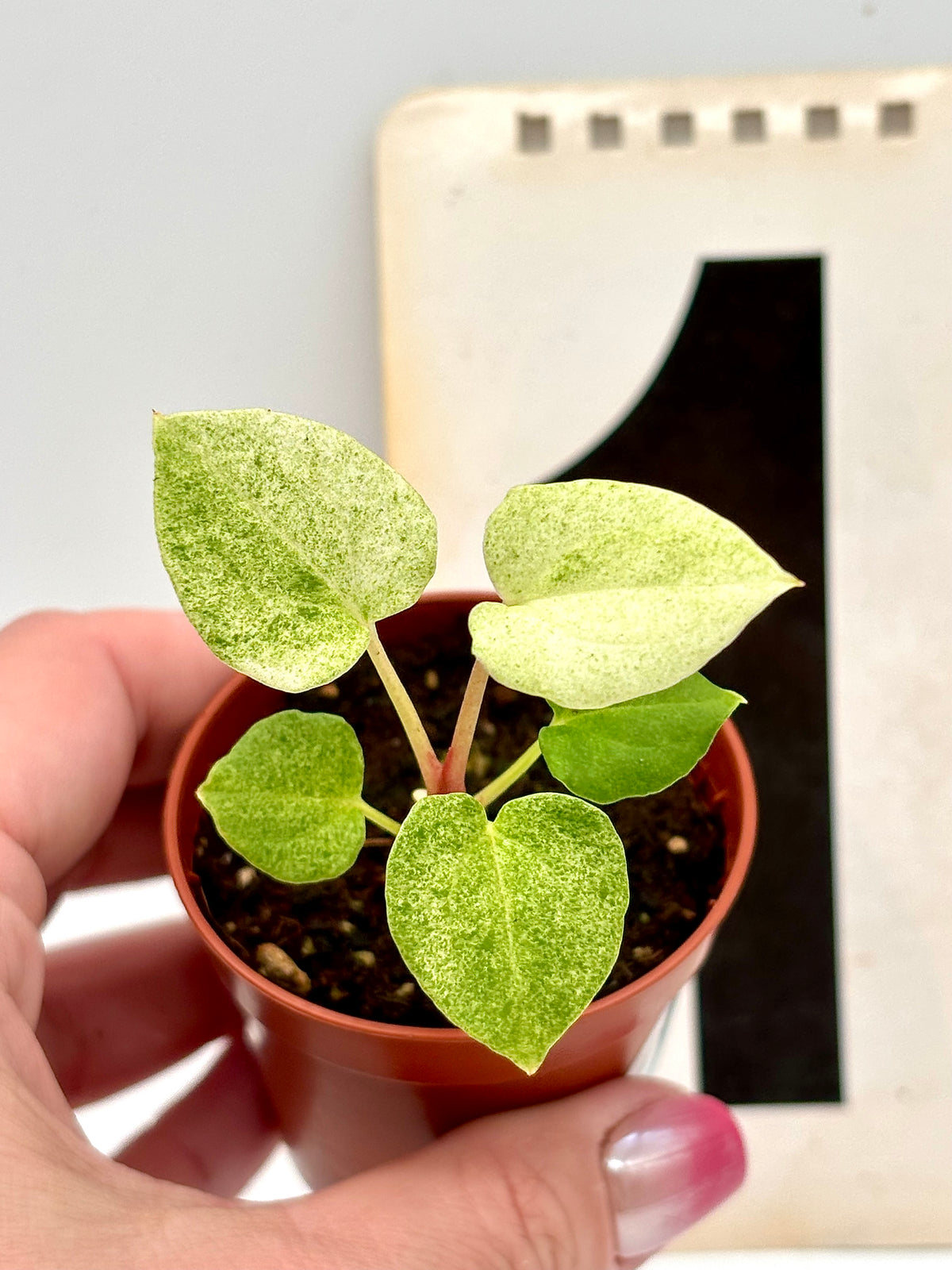 Anthurium Dark Phoenix Variegata