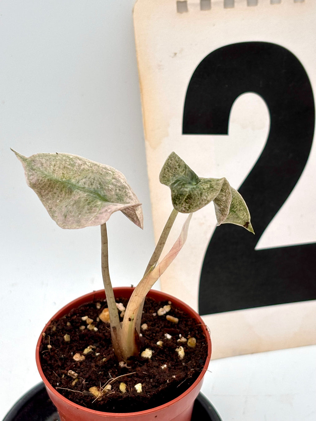 Alocasia Polly Pink Mutation