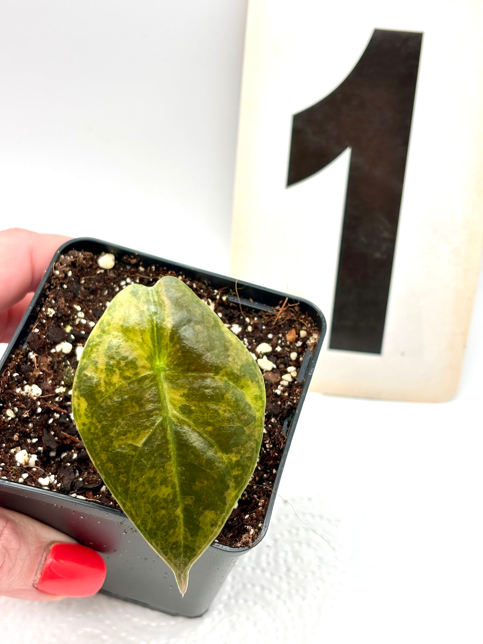 Alocasia Sedenii Aurea Variegata