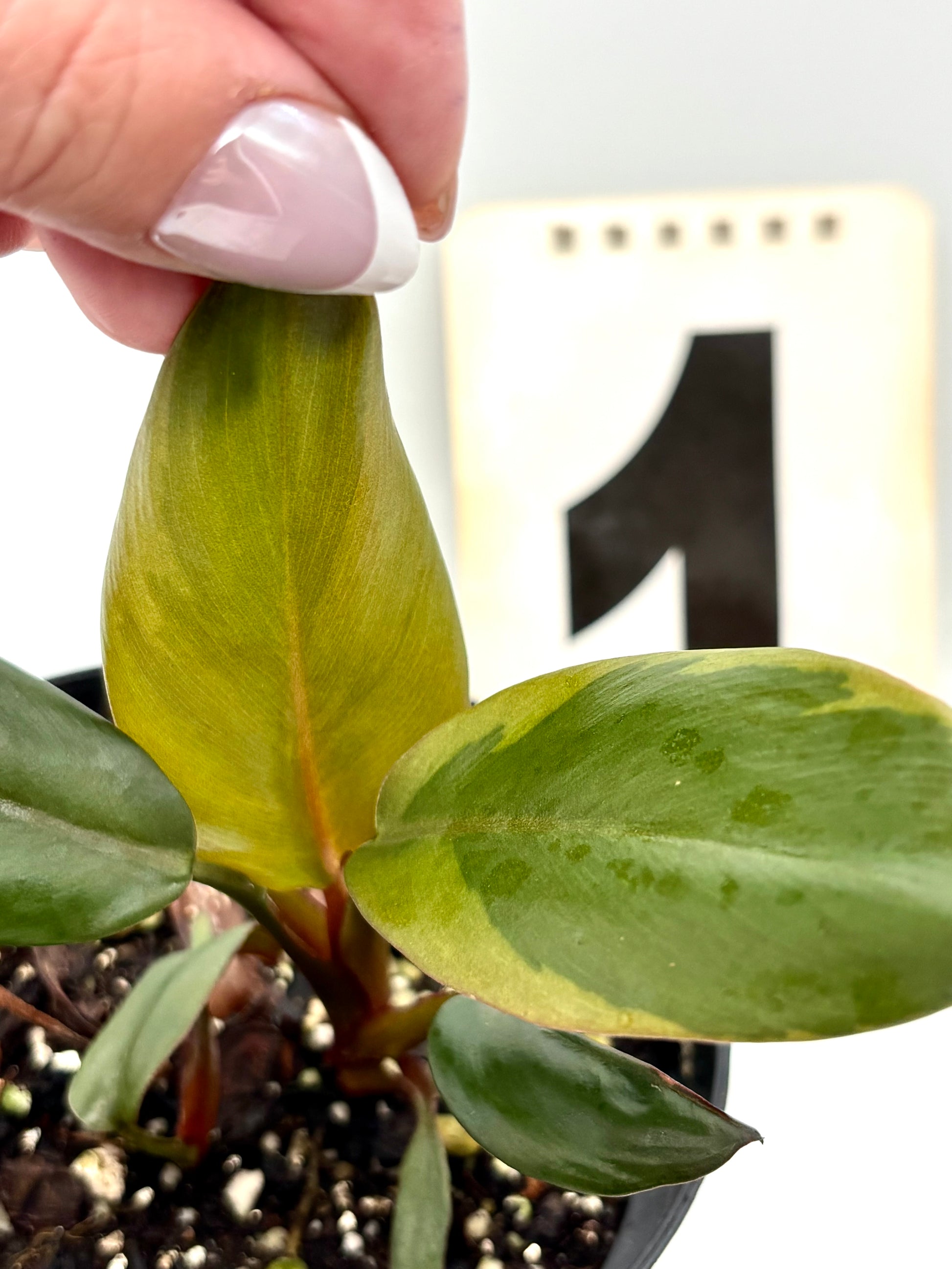 Philodendron Black Cardinal Variegata Pflanze mit dunklen, variierten Blättern, exotische Zimmerpflanze von Exotic-Flowers