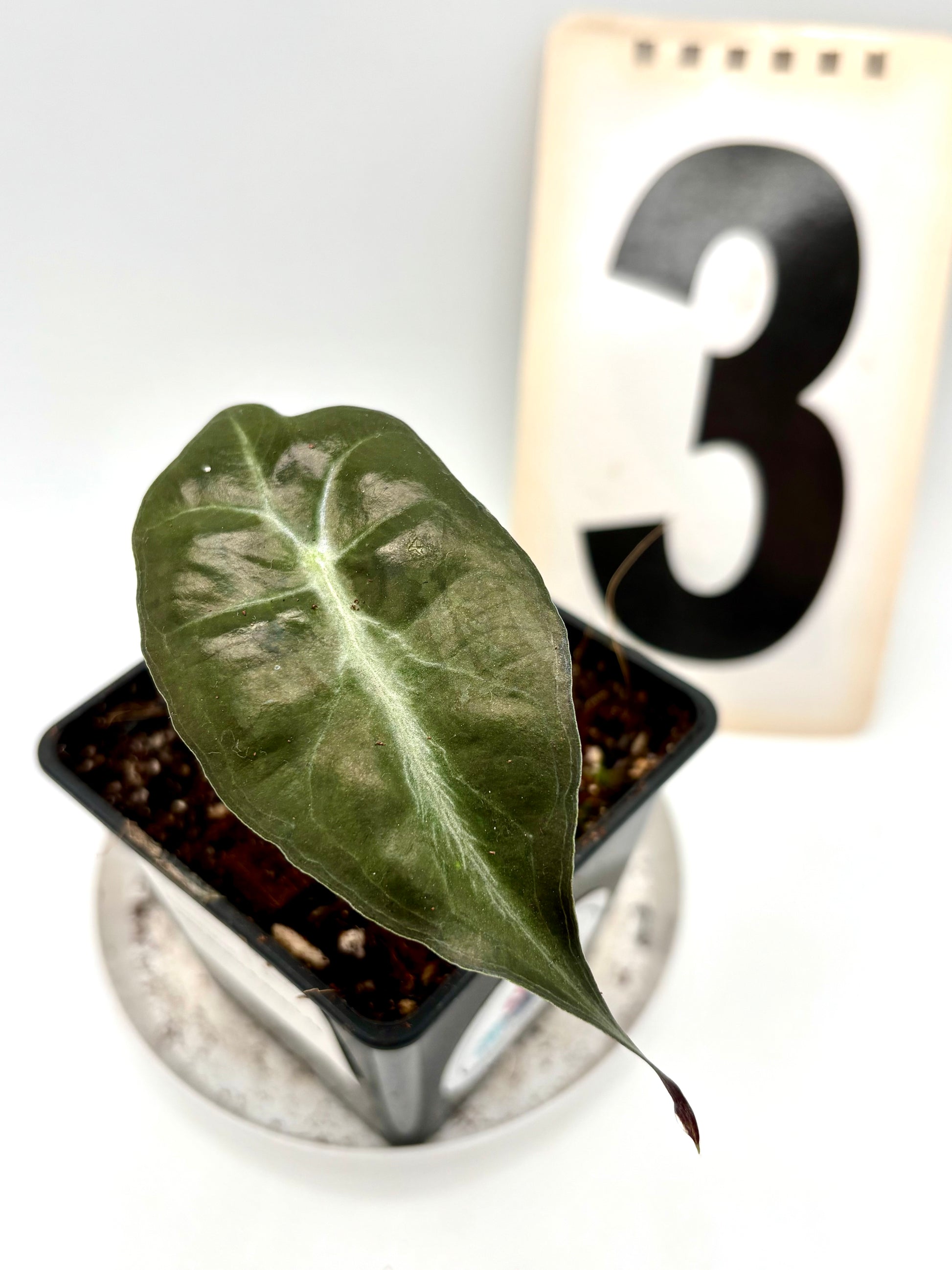 Alocasia Venom