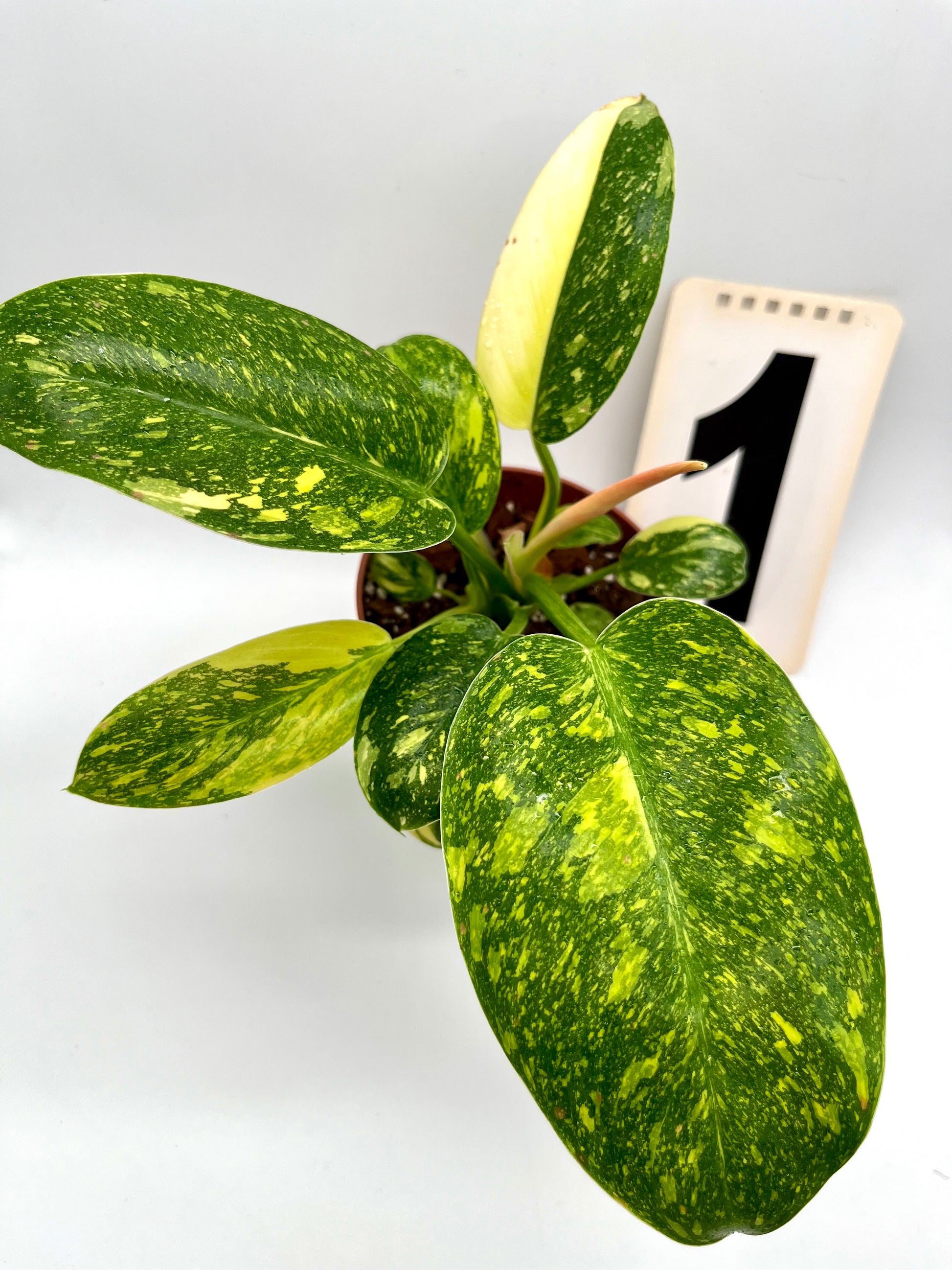 Philodendron Green Congo Variegata