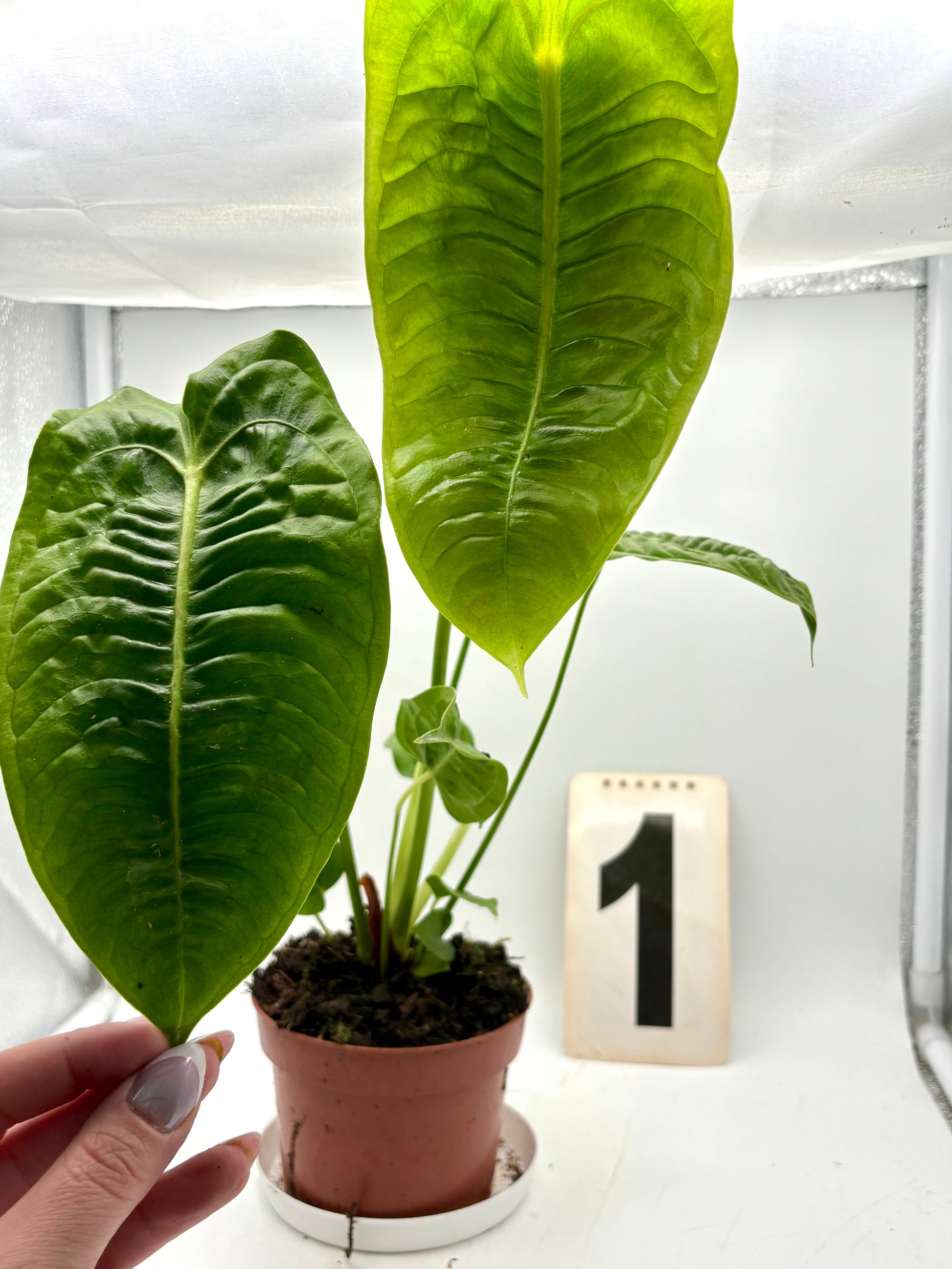 Anthurium Veitchii