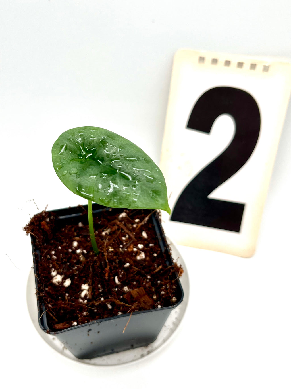 Alocasia Sinuata