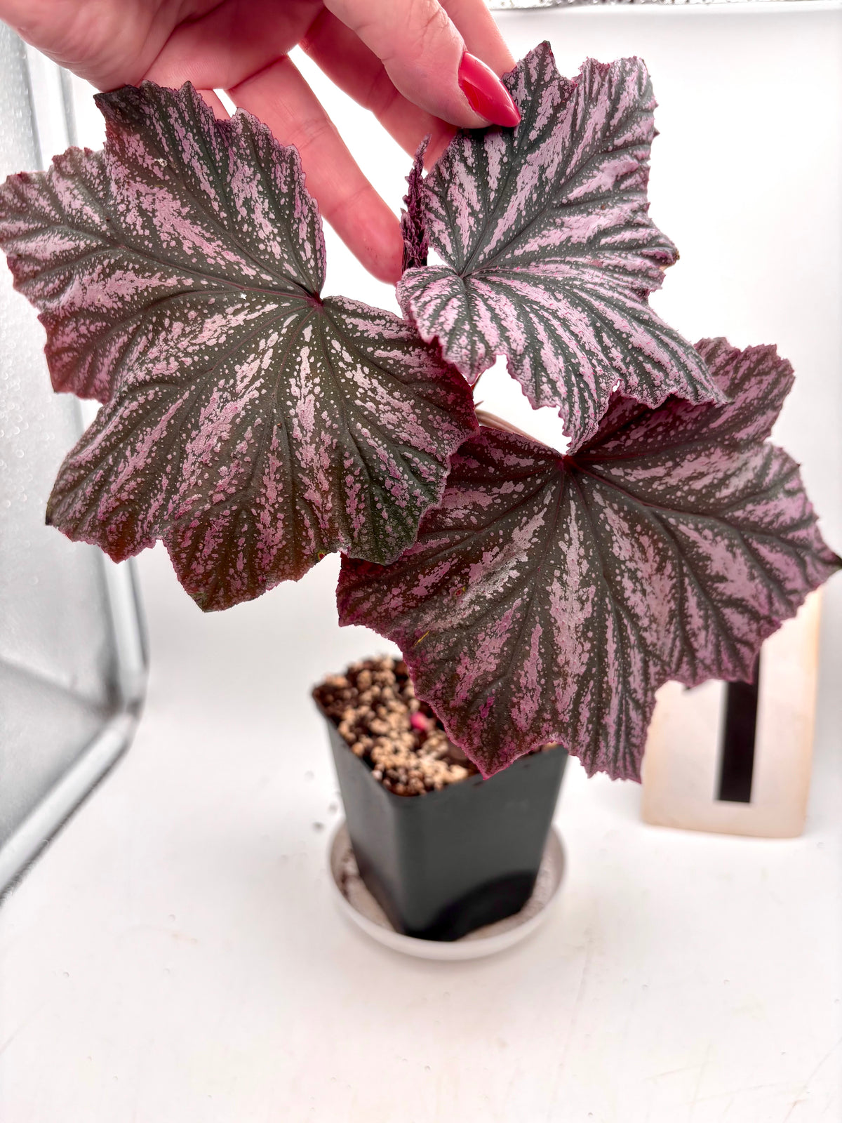 Bengalka Begonia Pink Minx von Exotic-Flowers mit rosa Blüten und grünen Blättern, detailreiche Nahaufnahme