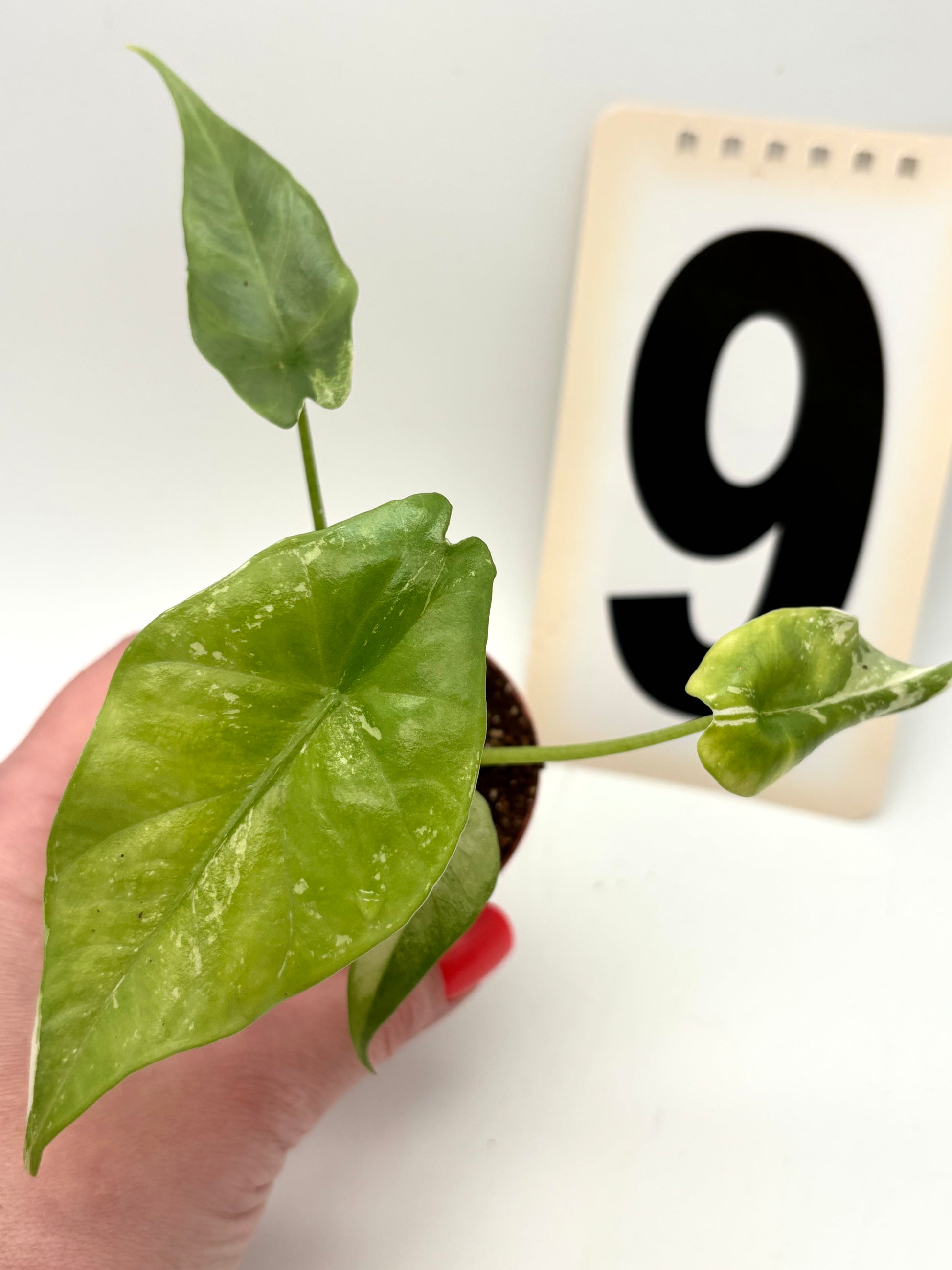 Alocasia Simpo Albo Variegata