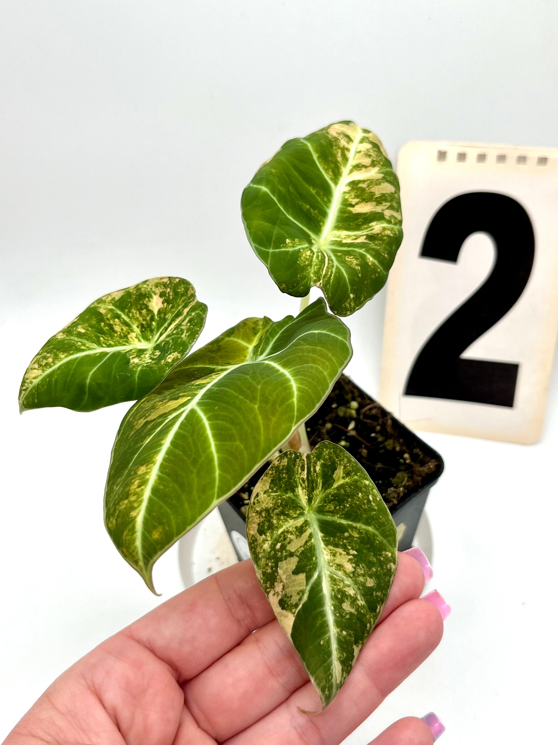 Alocasia Black Velvet Aurea Variegata