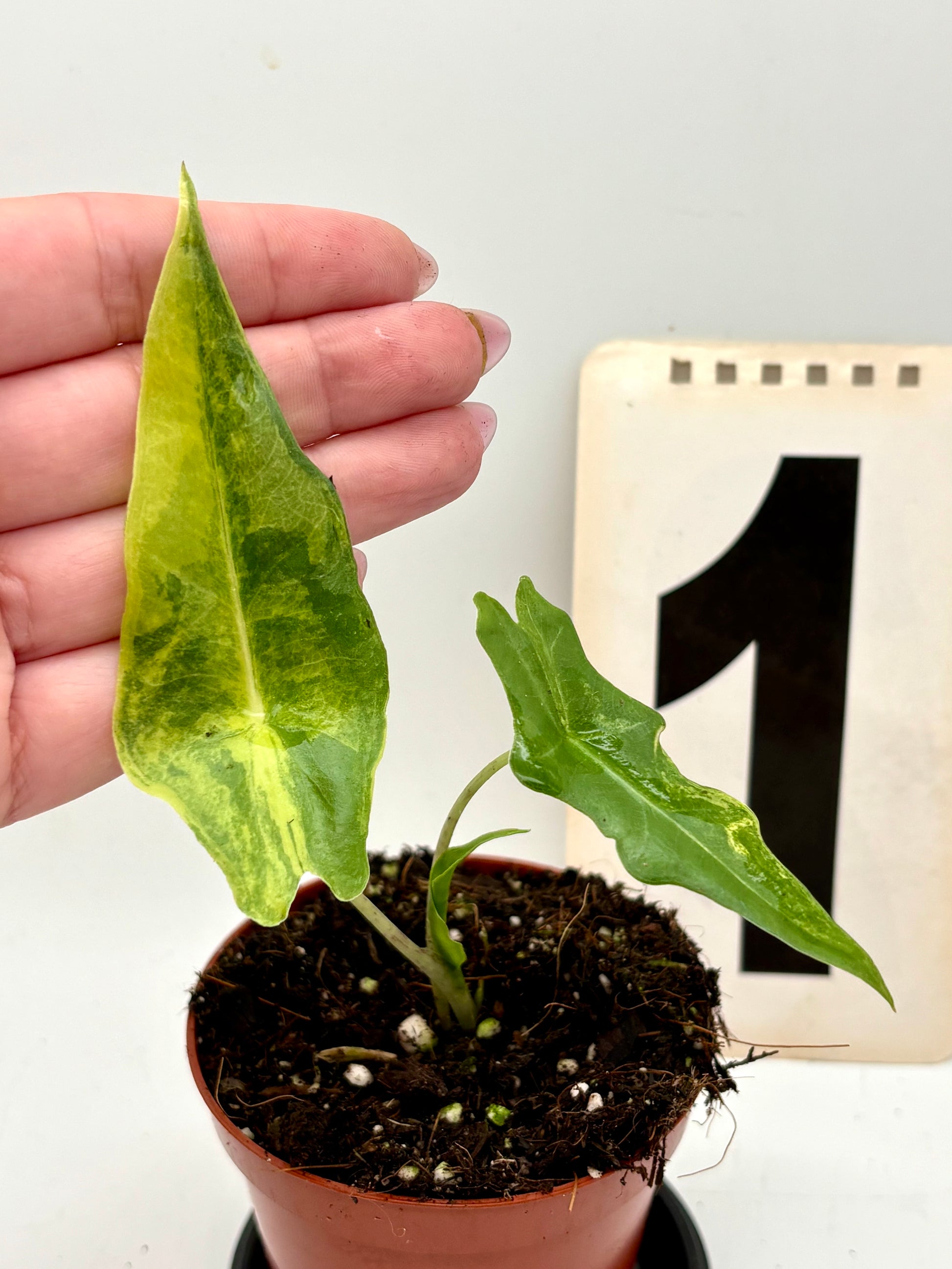 Alocasia Portei Variegata
