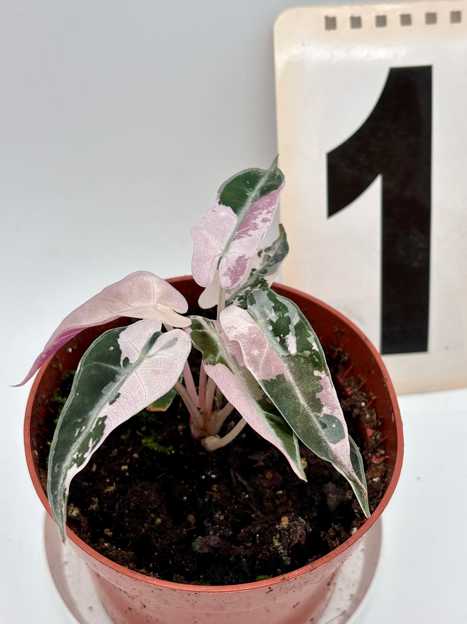 Alocasia Bambino Variegata