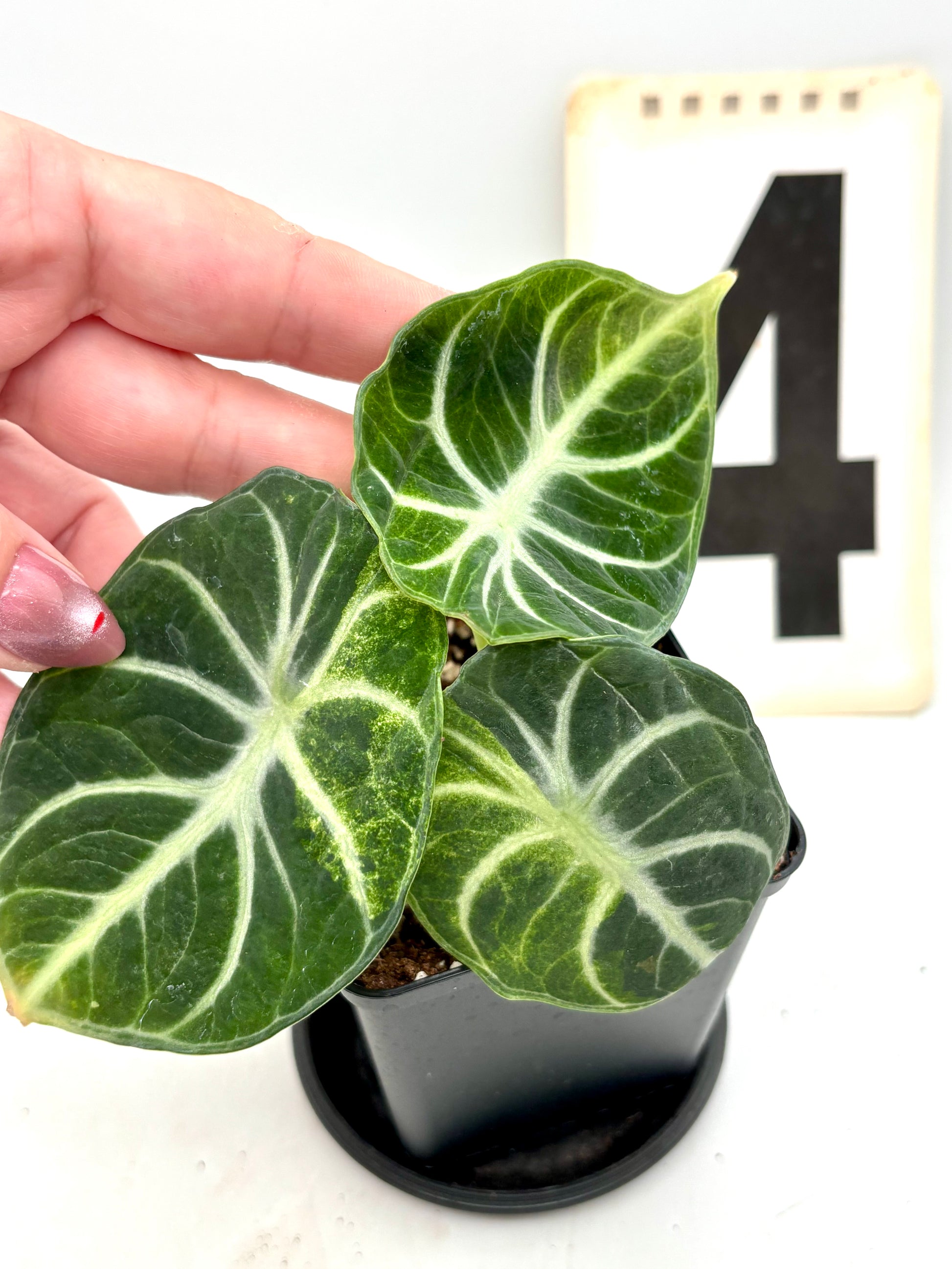 Alocasia Ninja Tricolor Variegata Pflanze mit grünen, weißen und rosafarbenen Blättern, im Topf, bei Exotic-Flowers