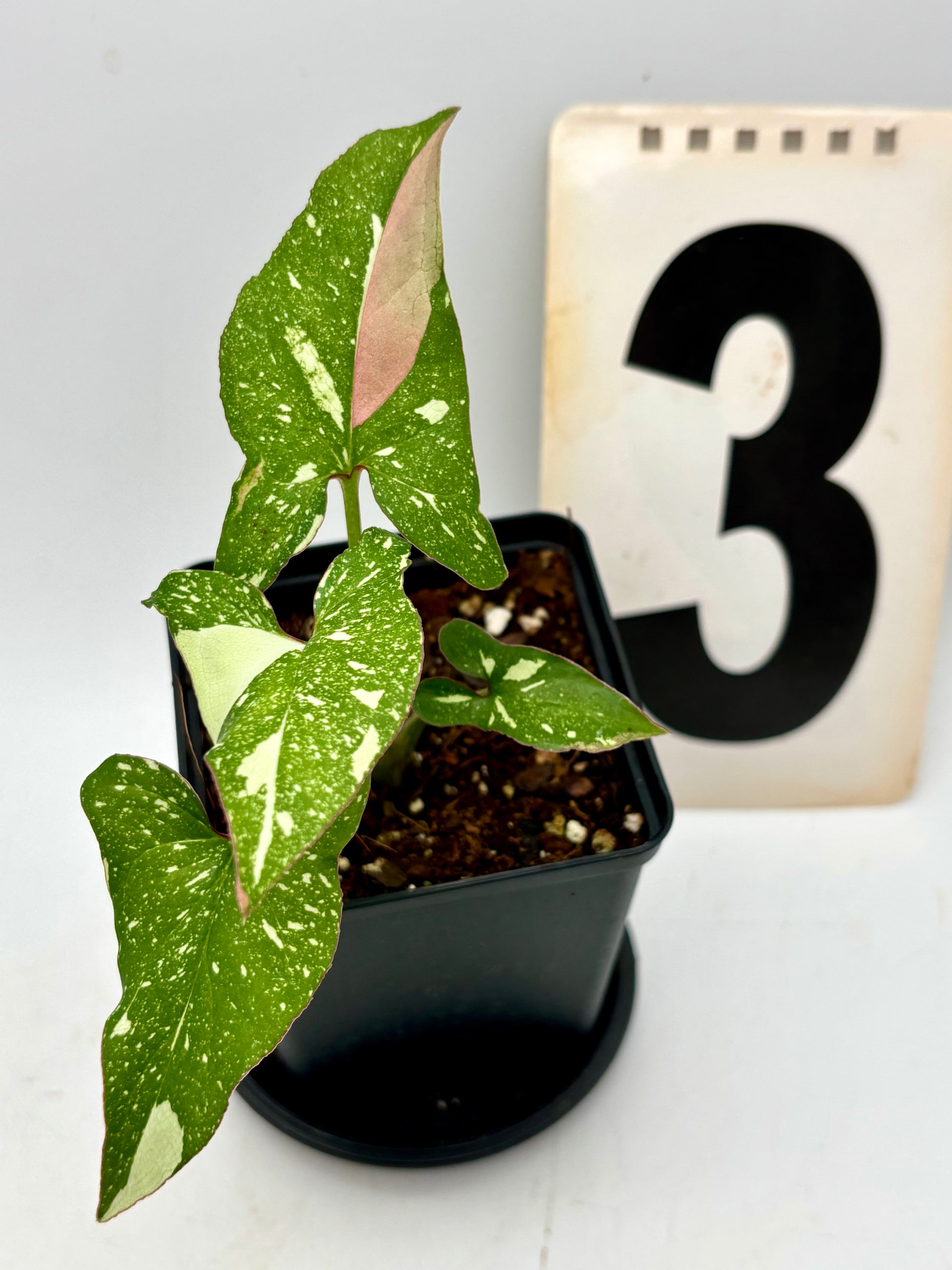 Syngonium Red Spot Tricolor Pflanze mit grünen, roten und weißen Blättern, Zimmerpflanze von Exotic-Flowers