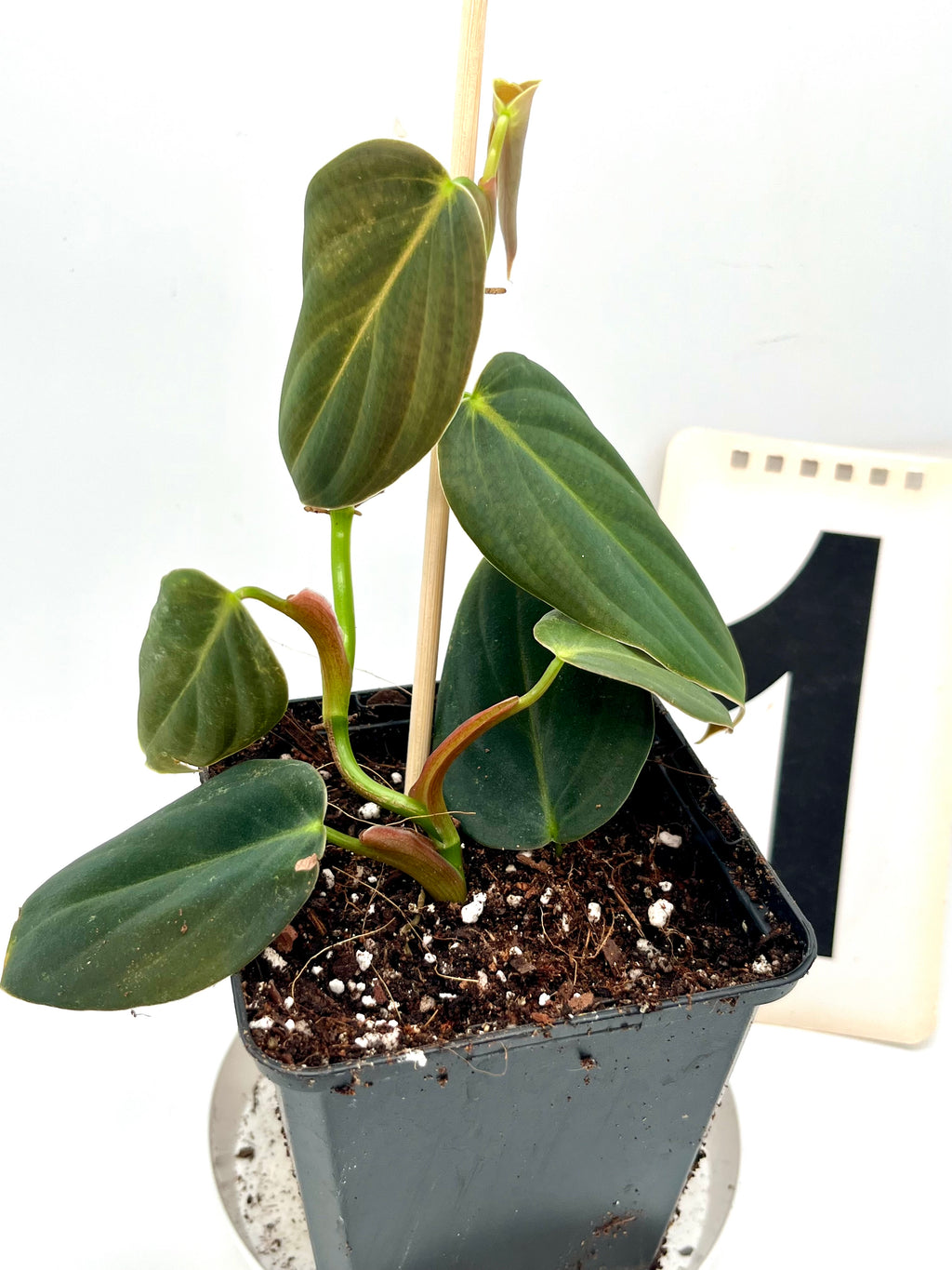 Philodendron Gigas