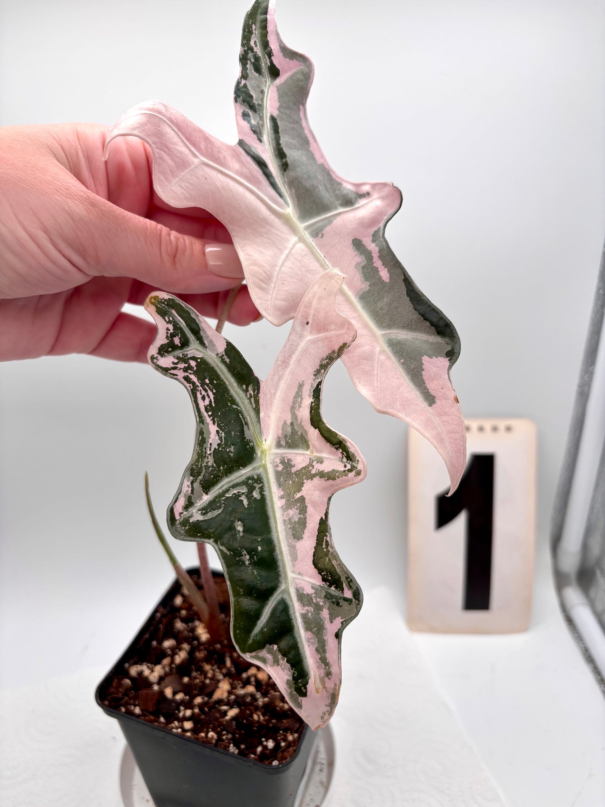 Alocasia Nobilis Variegata