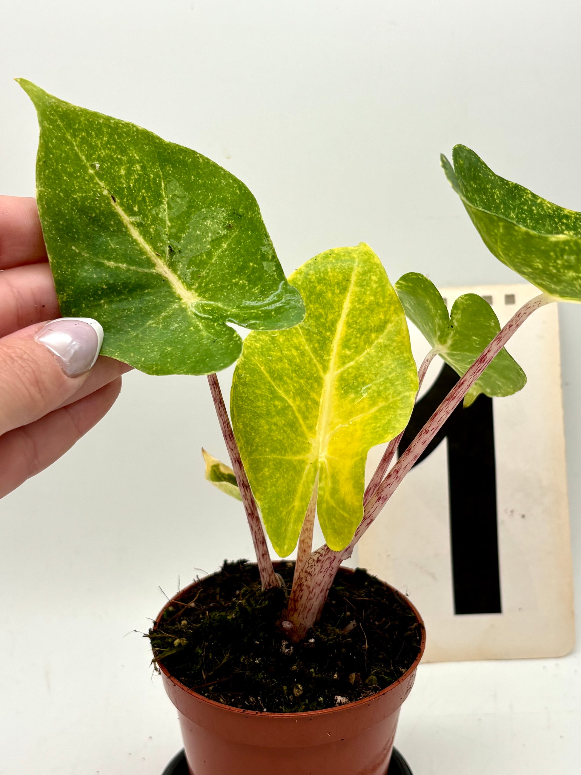 Alocasia New Guinea Gold