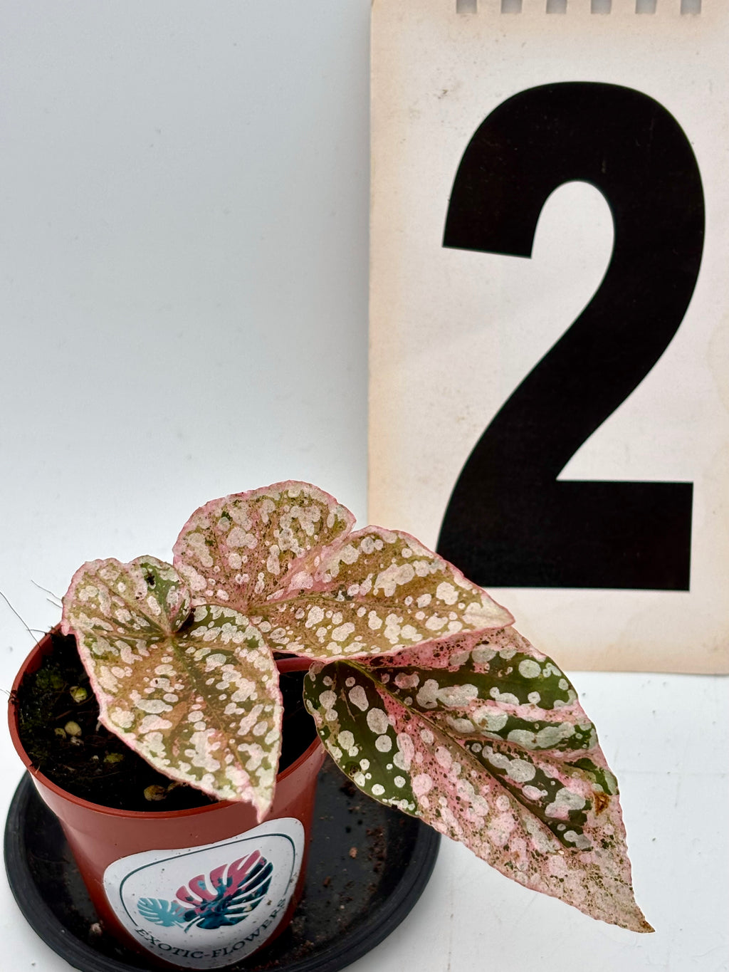 Begonia Snowcap Variegata von Exotic-Flowers mit weißen und grünen gefleckte Blättern, im Top auf einem Balkon.