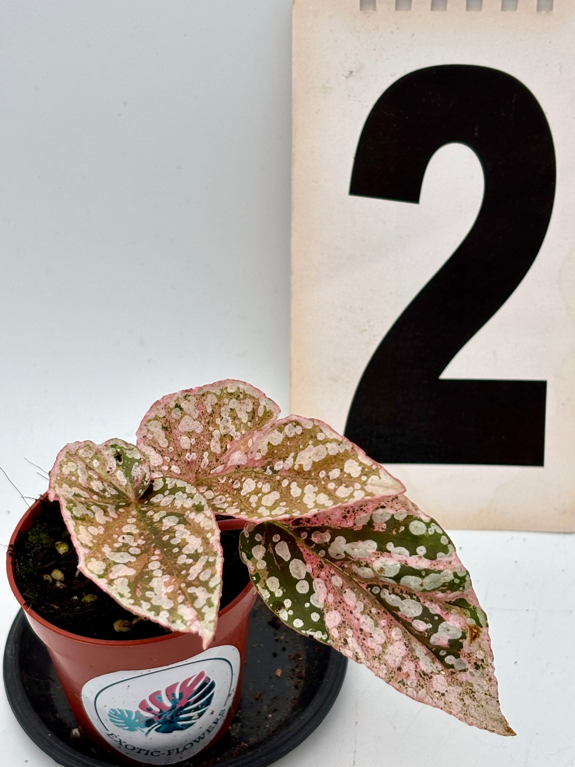 Begonia Snowcap Variegata von Exotic-Flowers mit weißen und grünen gefleckte Blättern, im Top auf einem Balkon.