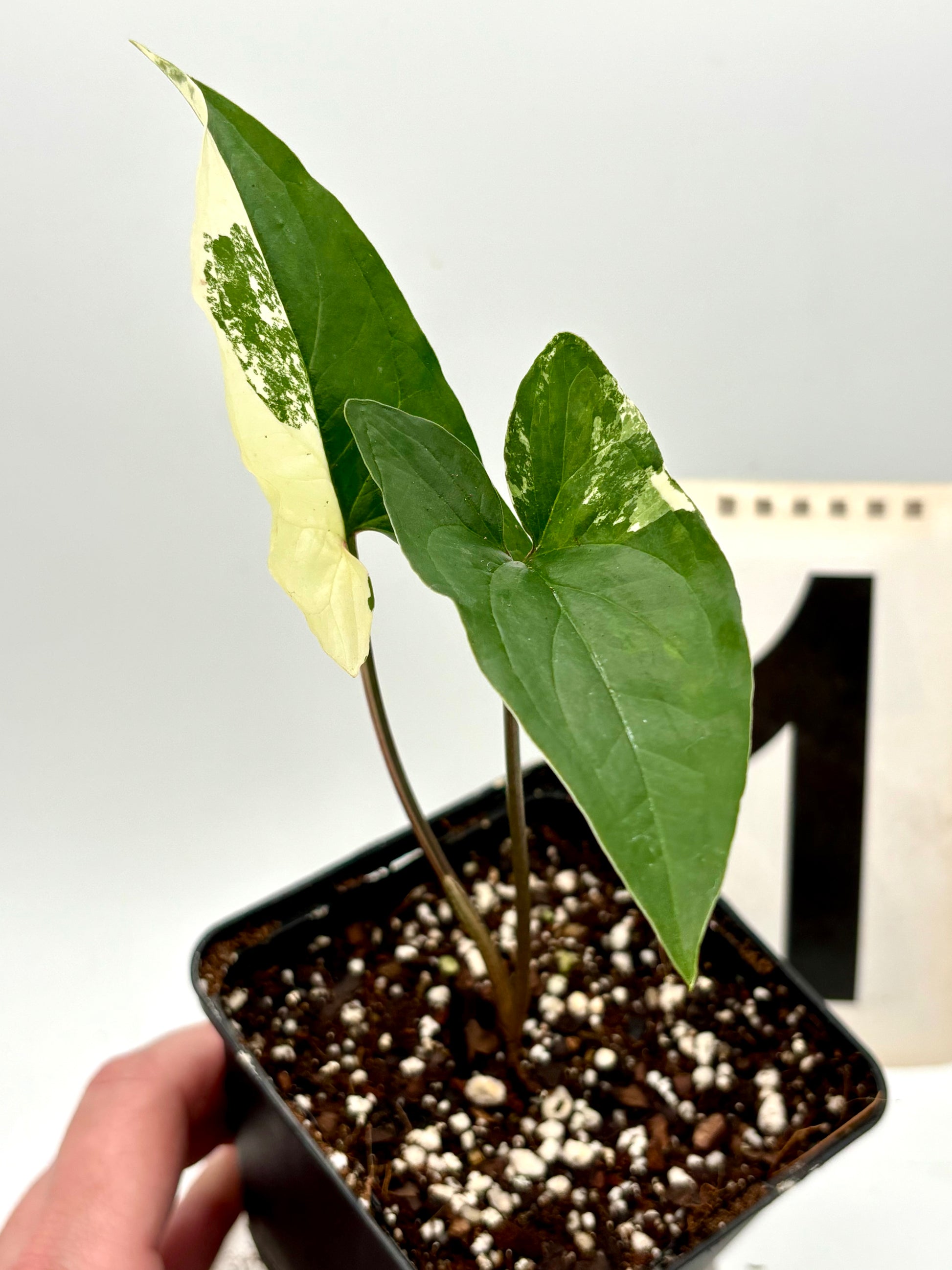 Syngonium Albo Variegata Pflanze mit grünen und weißen Blättern, exotische Zimmerpflanze von Exotic-Flowers