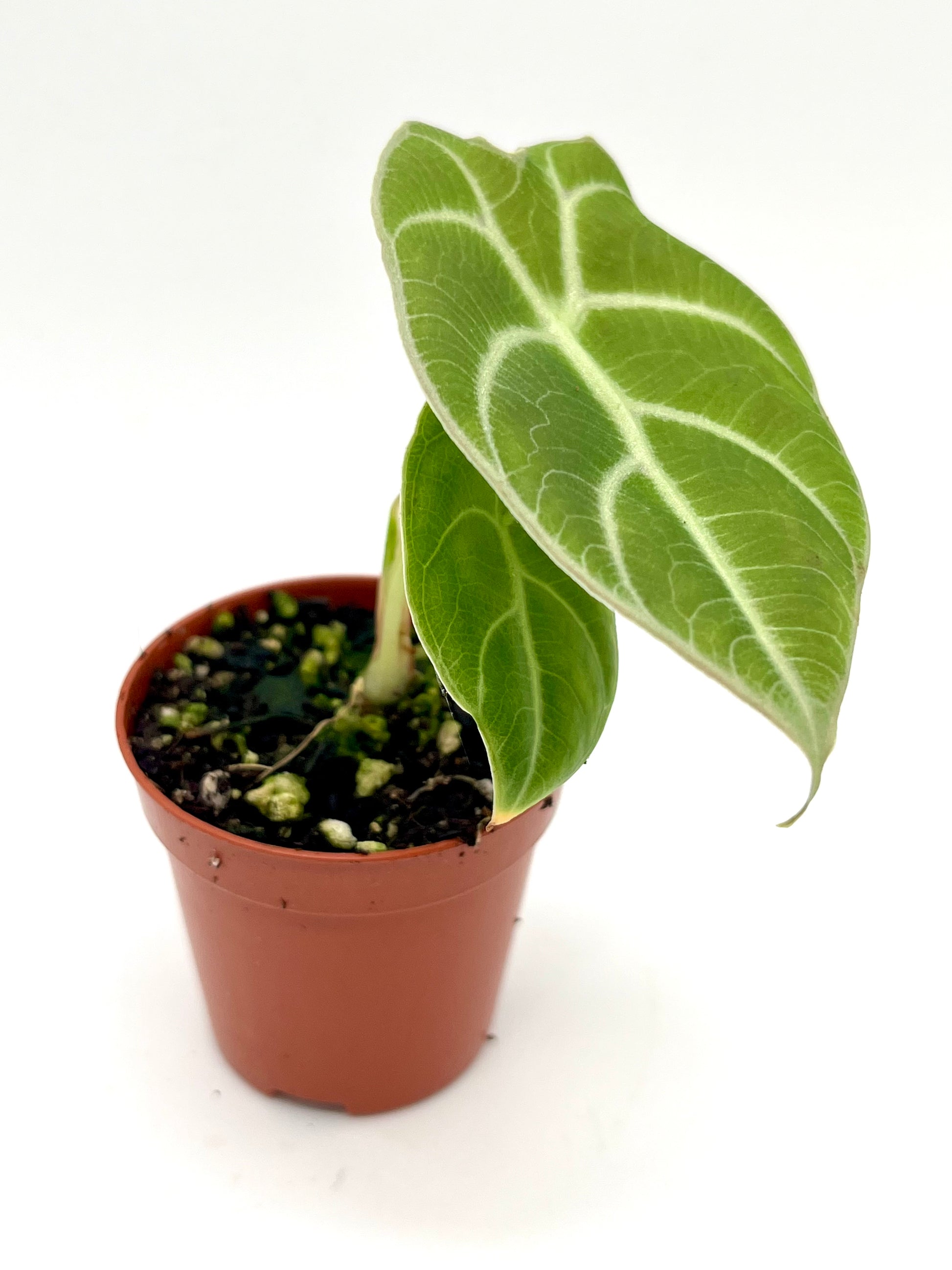 Alocasia Watsoniana
