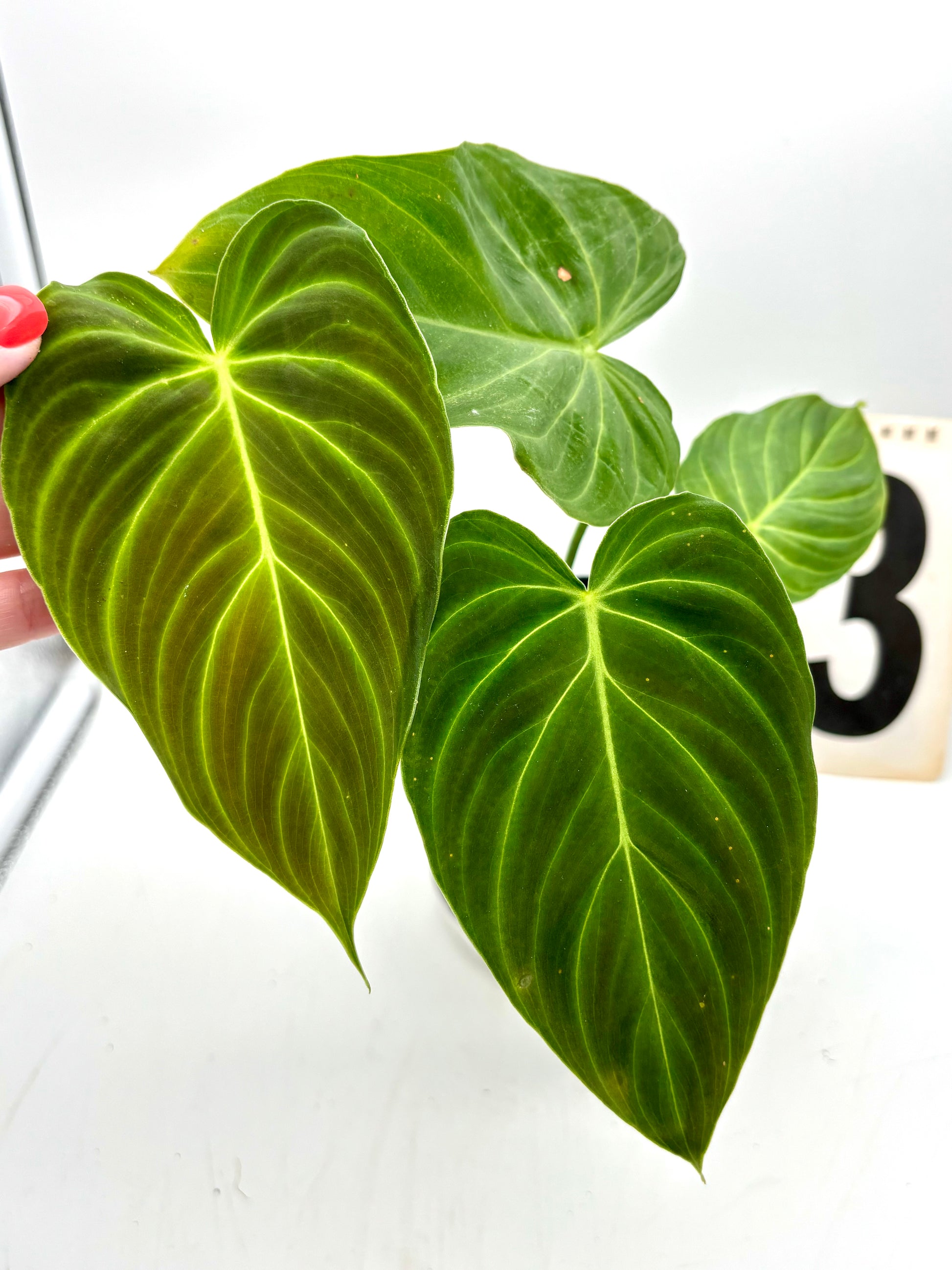 Grüner Philodendron Splendid von Exotic-Flowers mit großen, glänzenden Blättern in einem Topf.