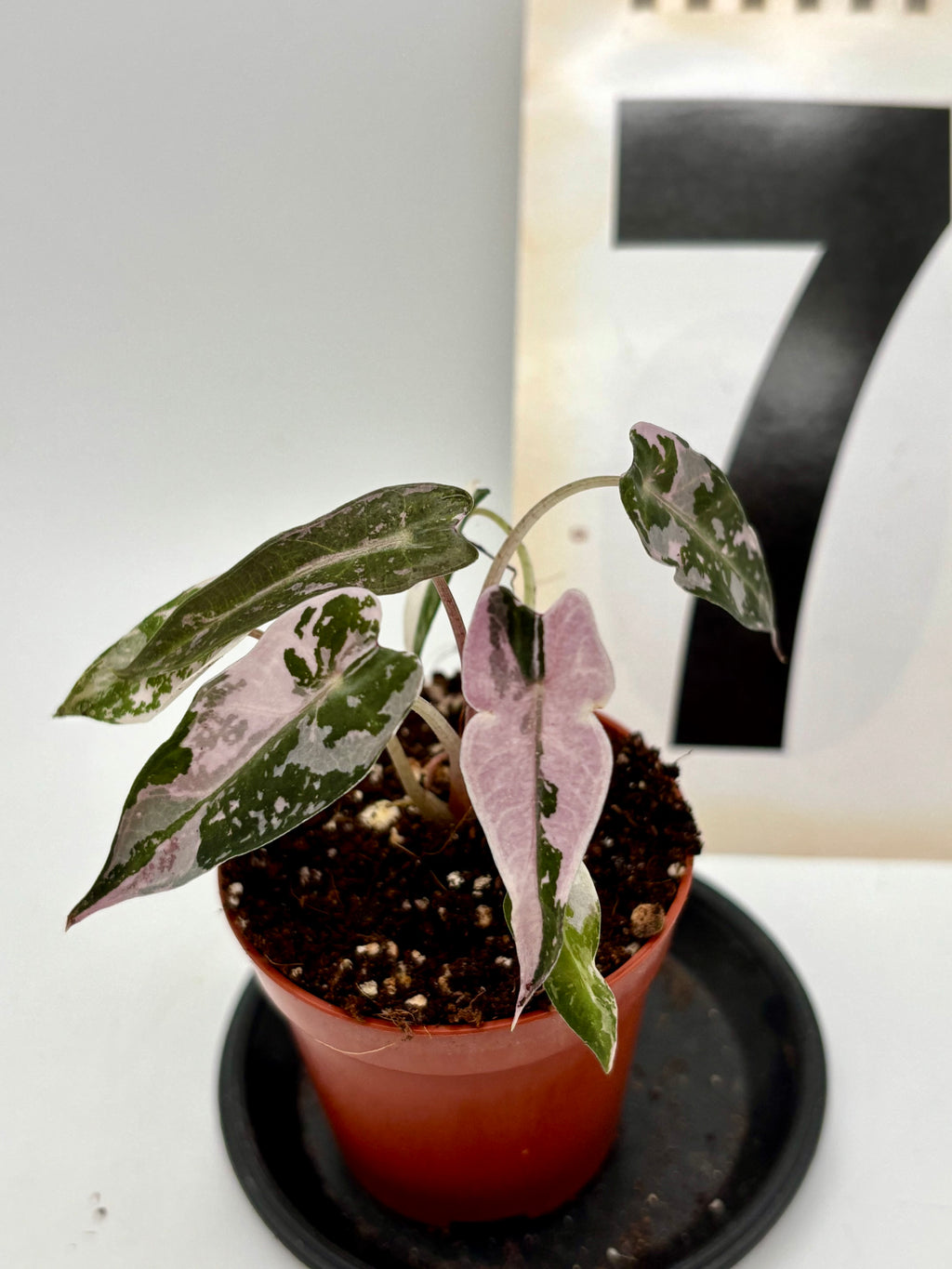 Alocasia Bambino Variegata Pflanze mit grünen und cremefarbenen Blättern, Indoor-Dekor bei Exotic-Flowers