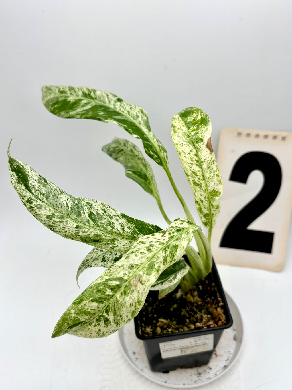 Epipremnum Giganteum Variegata