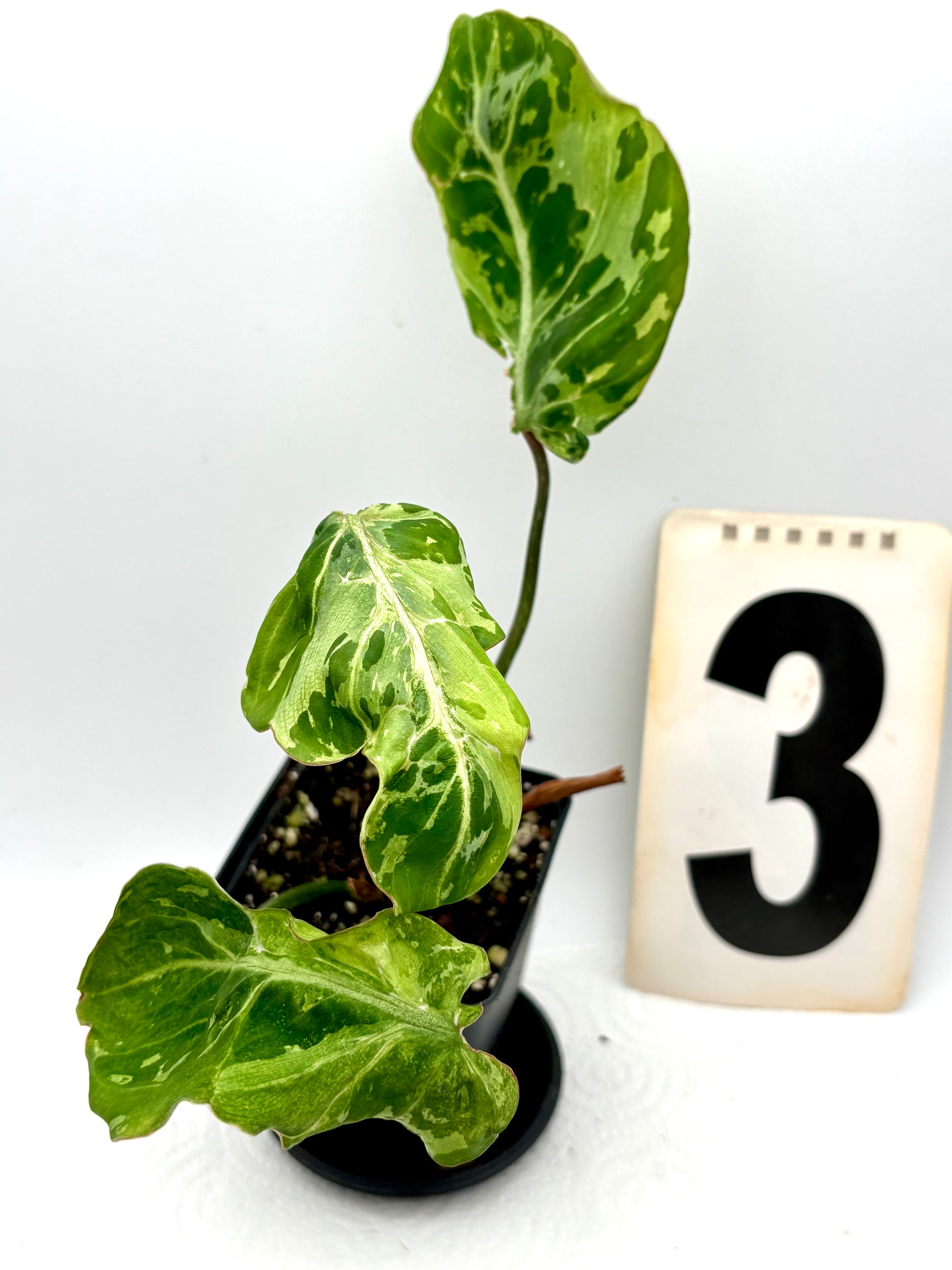Philodendron Gloriosum Variegata / Snow Leopard - Jungpflanzen