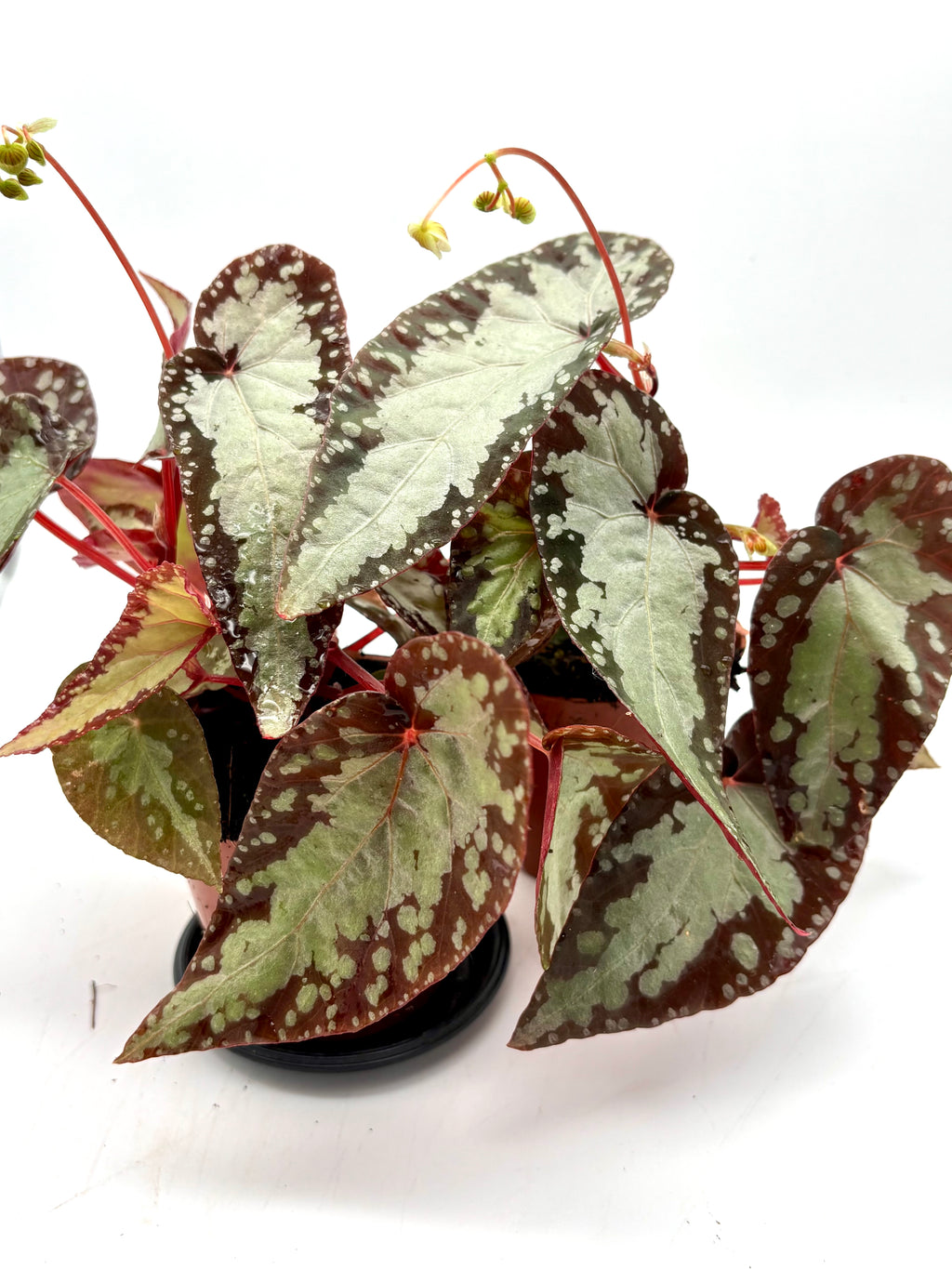 Begonia Silver Moon