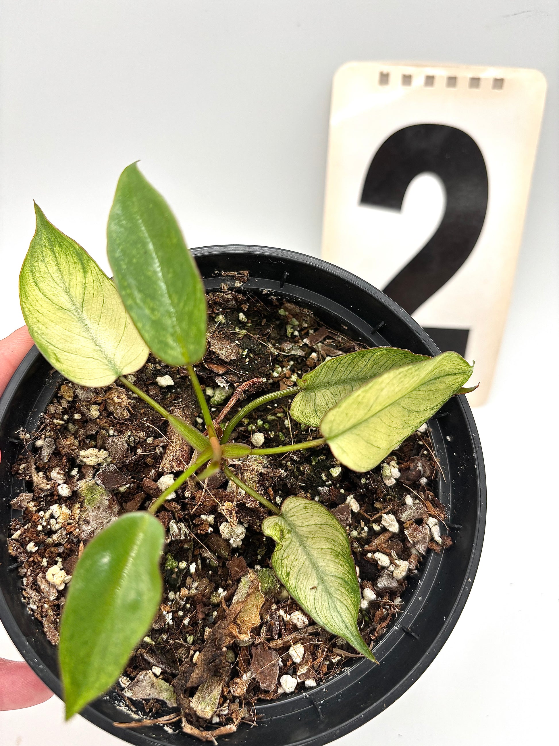 Philodendron Billietiae Mint-Blue-Gray Hybrid