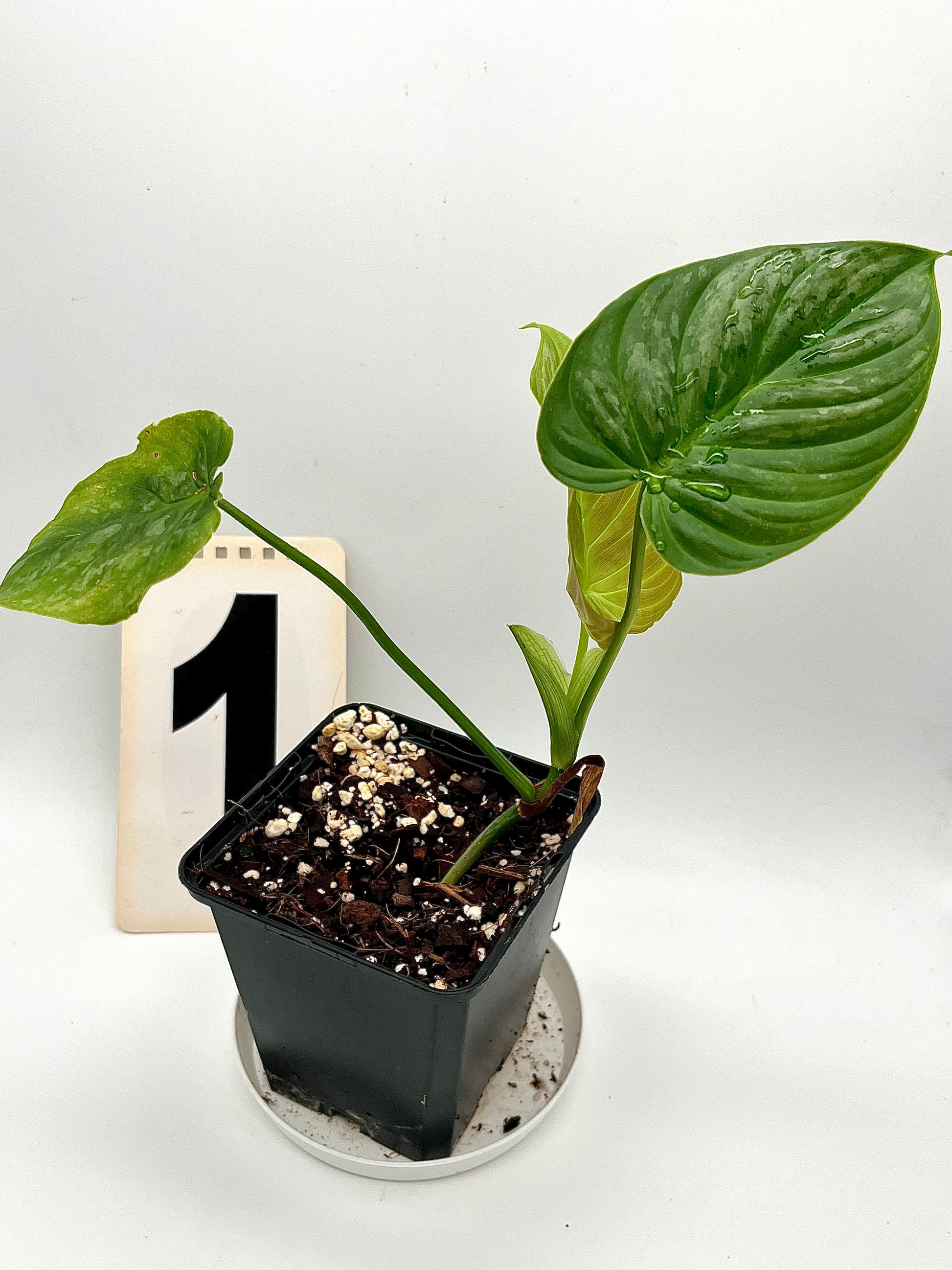 Philodendron Majestic