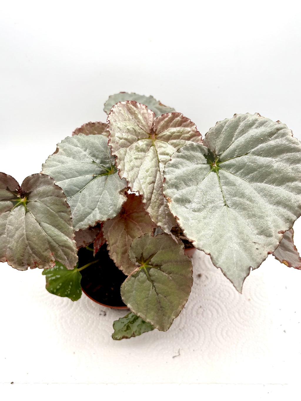 Graue Begonie Grey Earl von Exotic-Flowers mit grünen Blättern und zarten Blüten, detailreiche Nahaufnahme der Pflanze