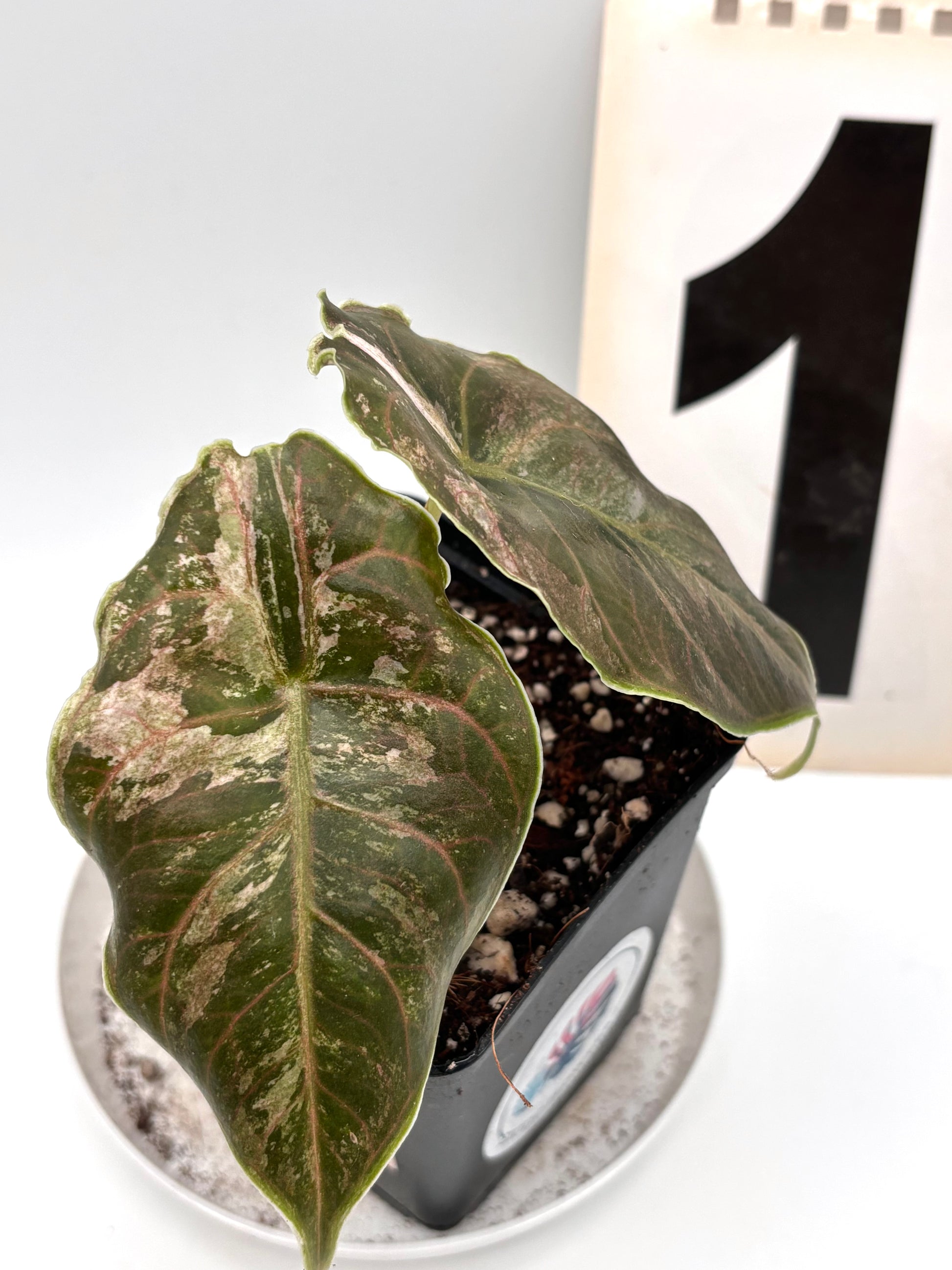 Alocasia Azlanii Variegata