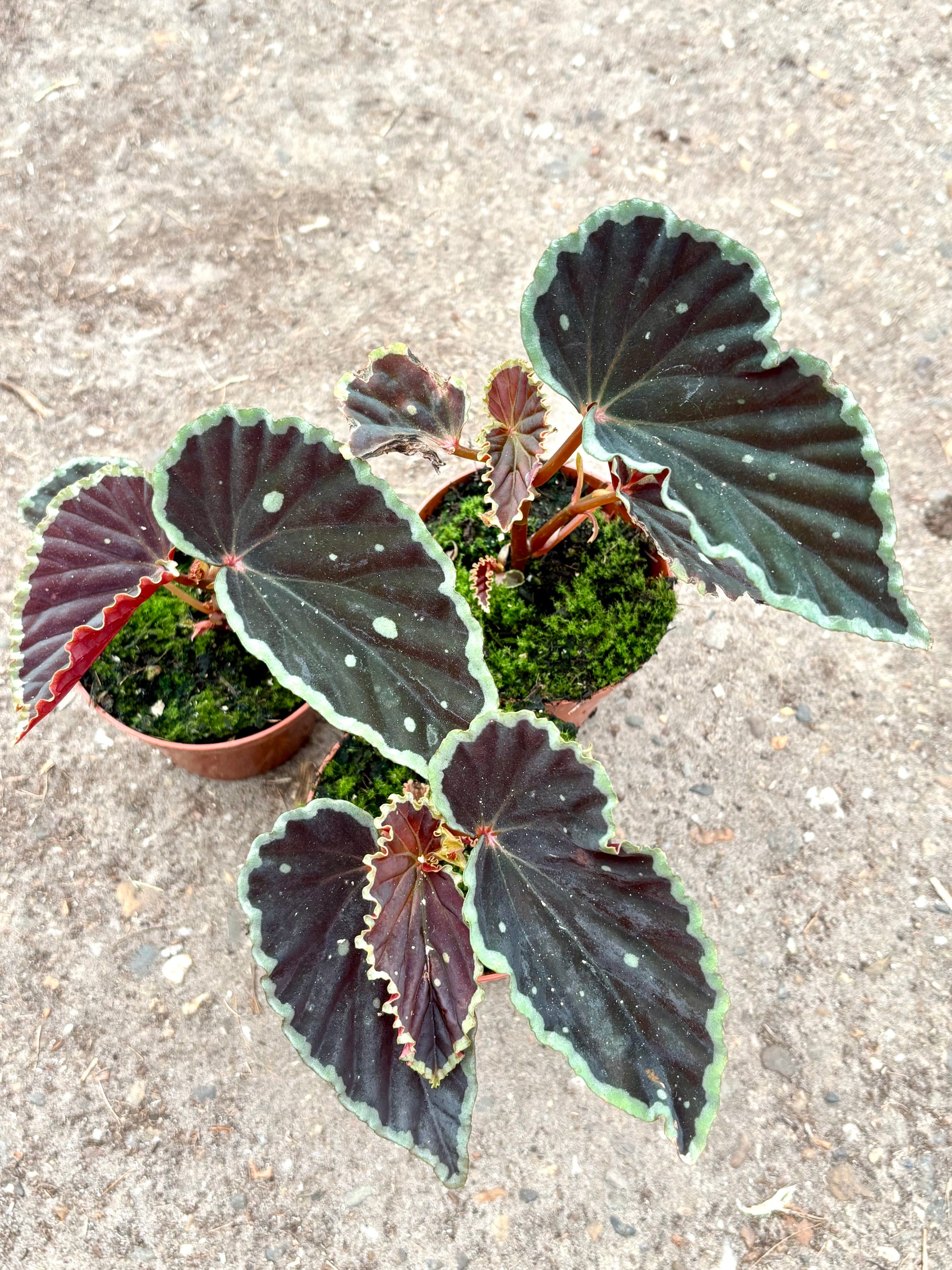 Grüne Begonie darthvaderiana ‘Green Spots’ von Exotic-Flowers mit grünen, gepunkteten Blättern auf einem Topf.