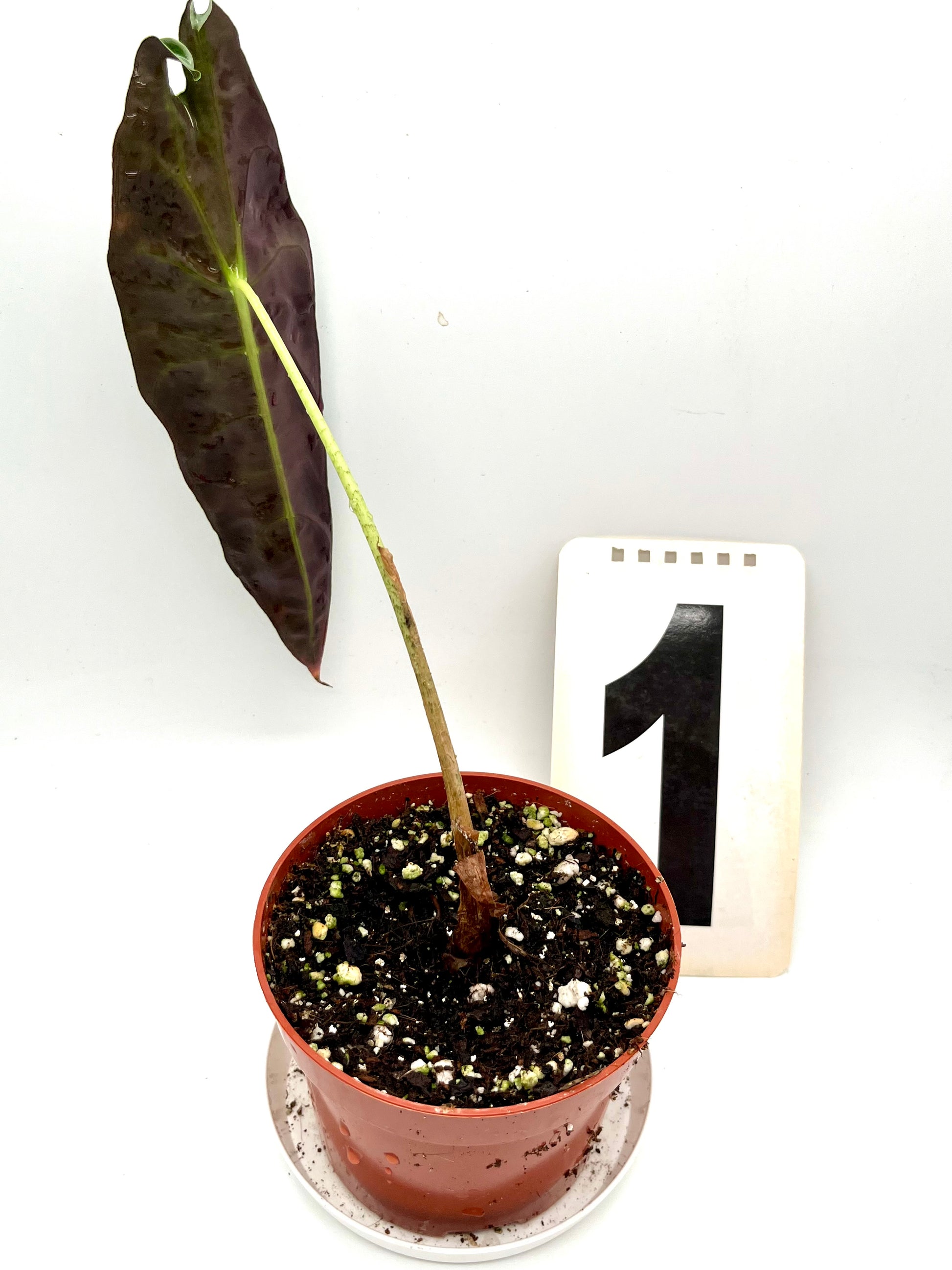 Alocasia Longiloba Purple