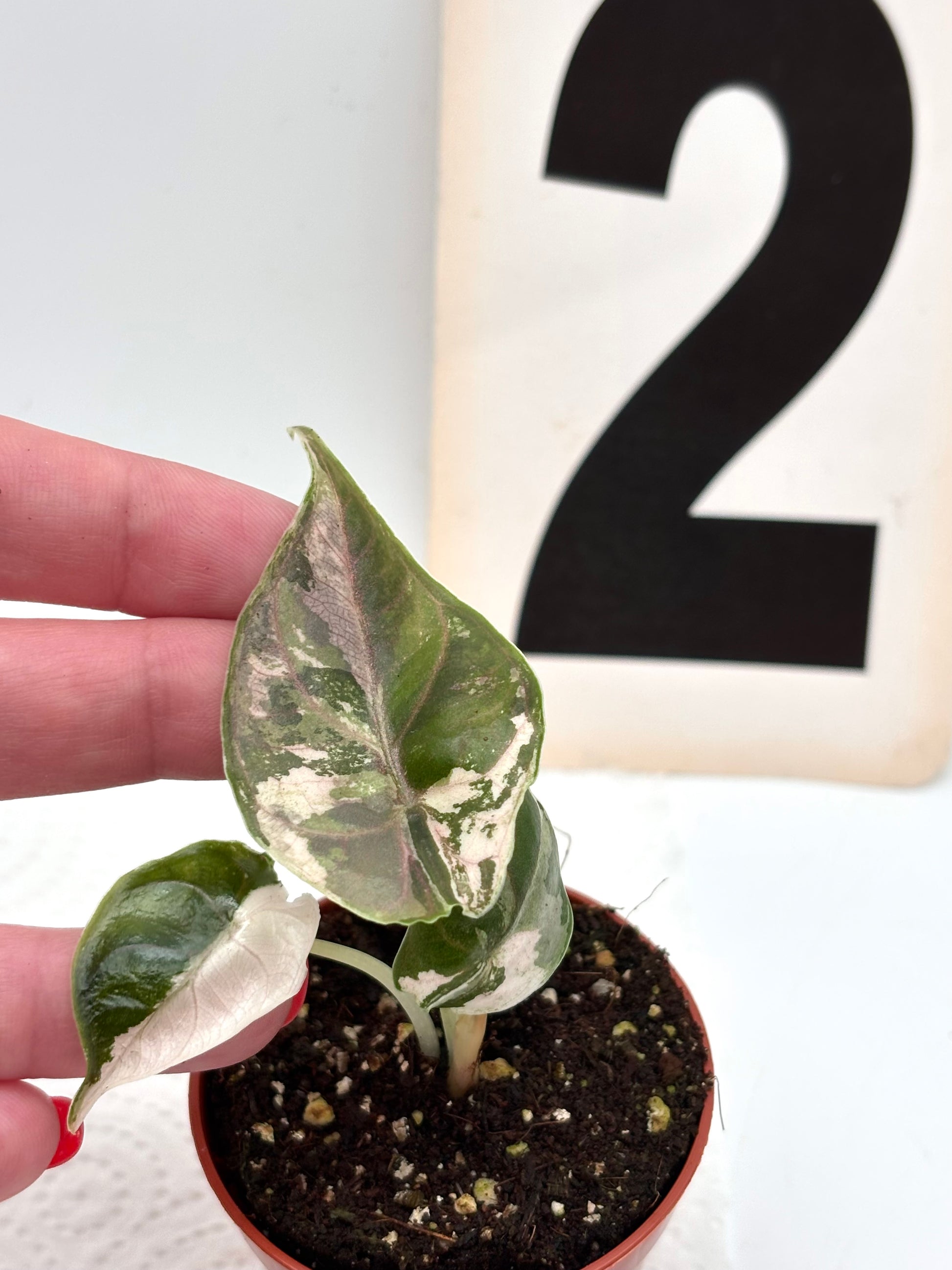 Alocasia Azlanii Variegata