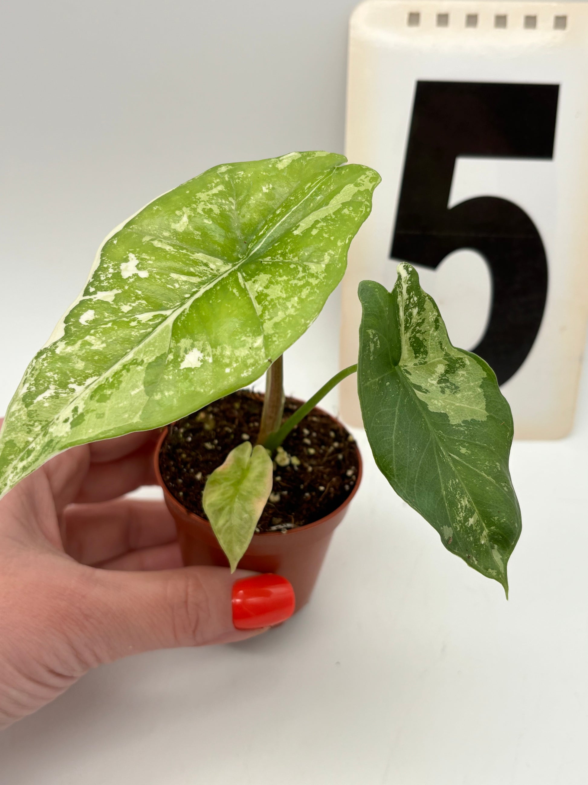 Alocasia Simpo Albo Variegata