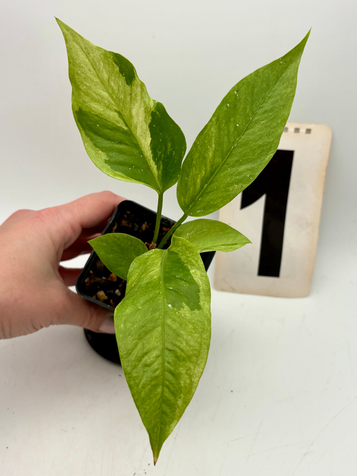 Variegierte Anthurium Hookeri Hybrid Pflanze von Exotic-Flowers mit grünen und weißen Blättern, im Topf.