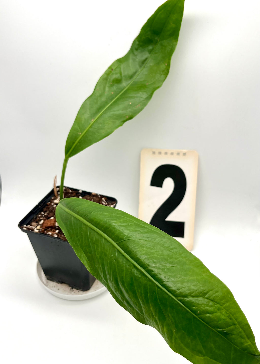 Anthurium Big Bill