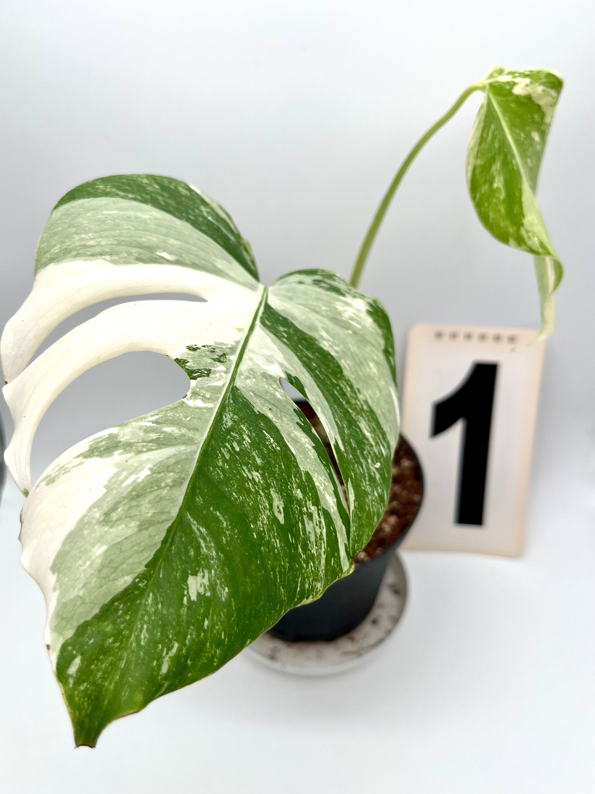 Monstera Variegata