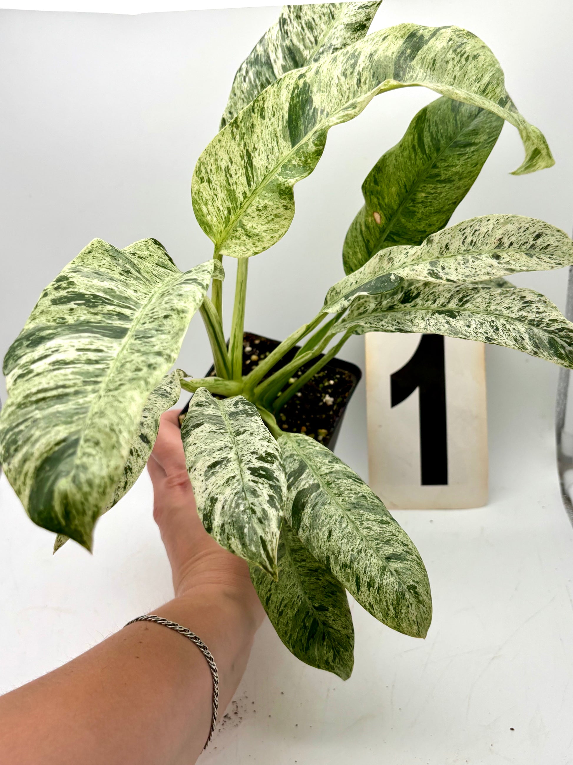 Epipremnum Giganteum Variegata