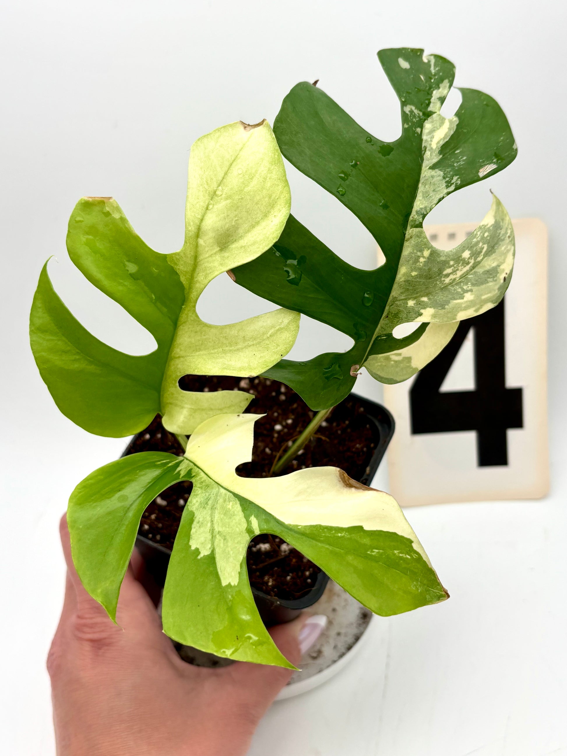 Rhaphidophora Tetrasperma Albo Variegata / Monstera Minima