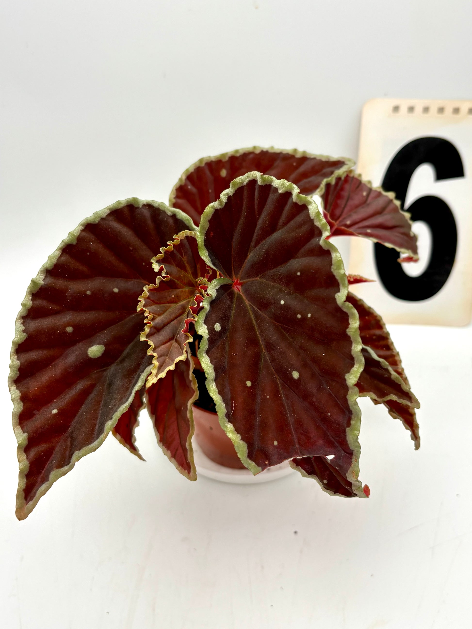 Exotische Begonie DarthVaderiana ‘Green Spots’ mit grünen Flecken auf den Blättern, von Exotic-Flowers, detailreiche Nahaufnahme