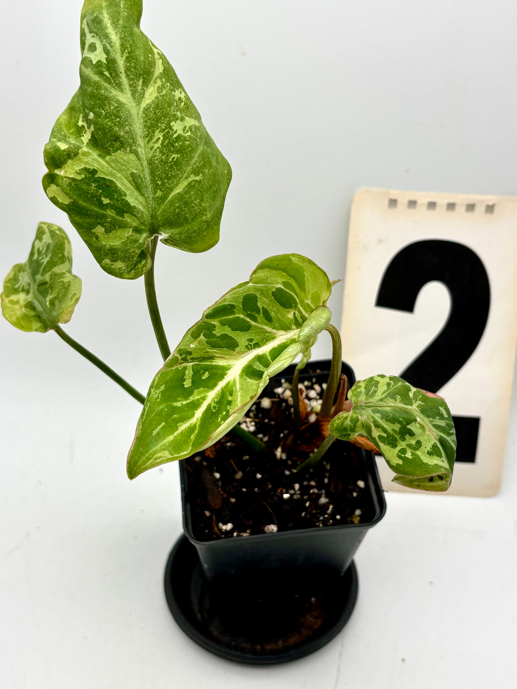 Philodendron Gloriosum Variegata / Snow Leopard - Jungpflanzen - Exotic-Flowers