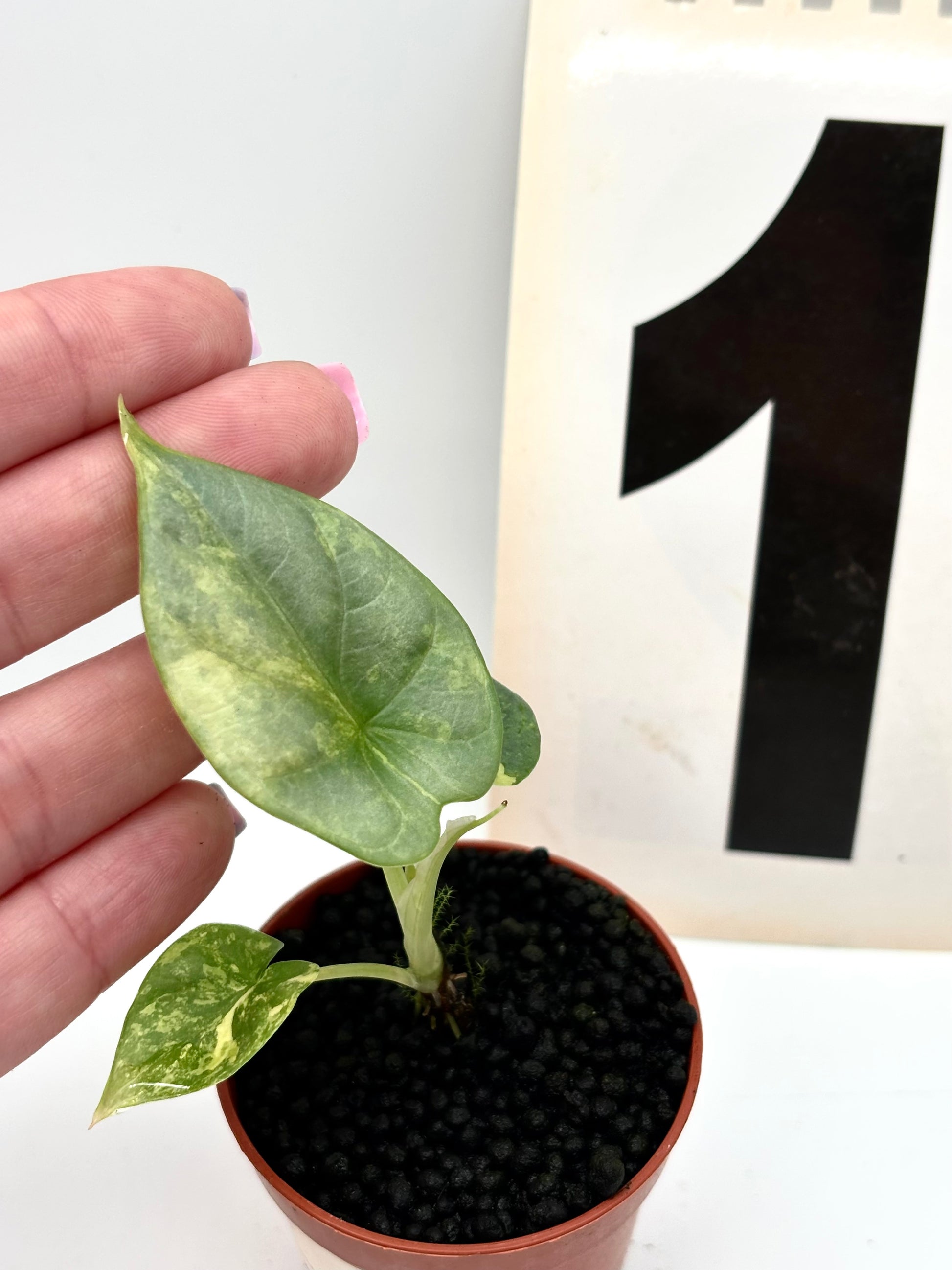 Alocasia Silver Dragon Aurea Variegata