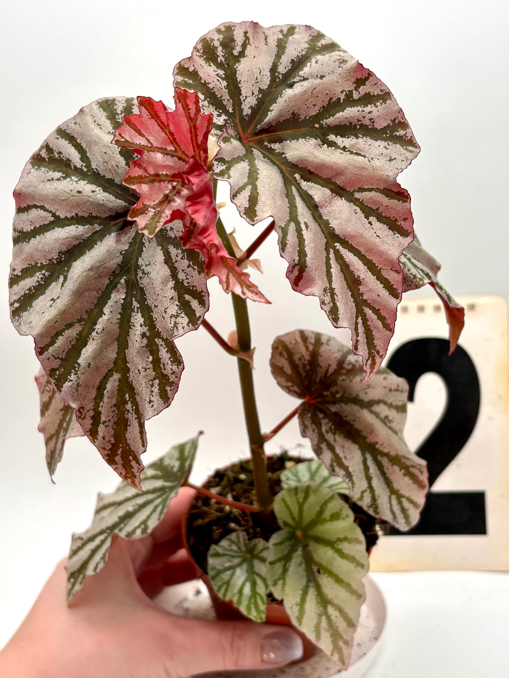 Begonia Looking Glass - Exotic-Flowers