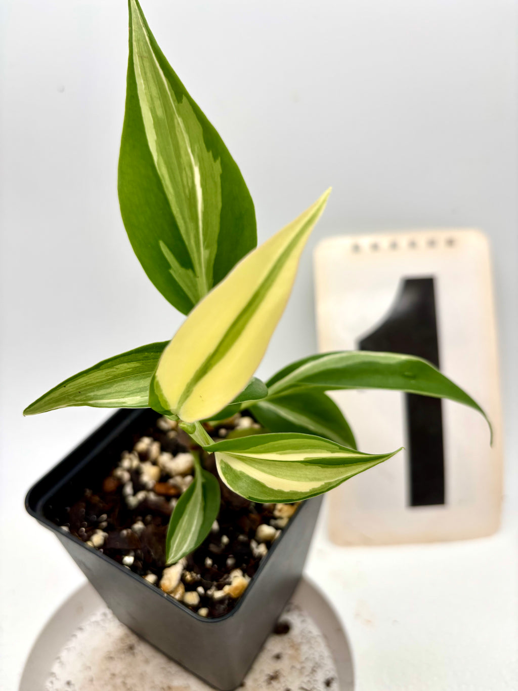 Philodendron Rio - Exotic-Flowers