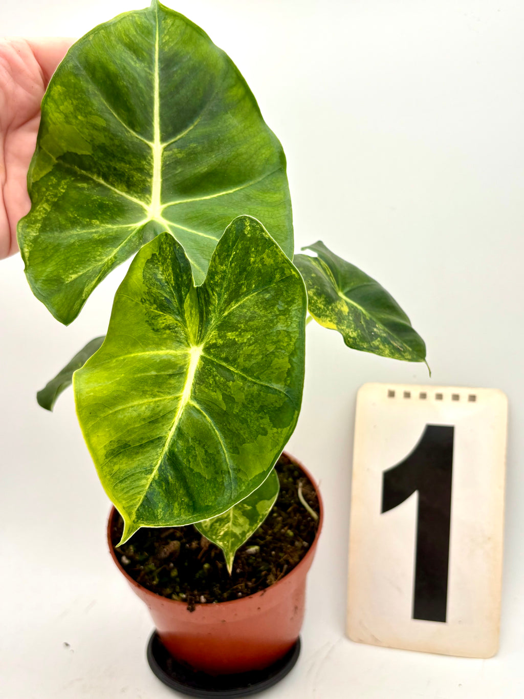 Alocasia London Eye Variegata