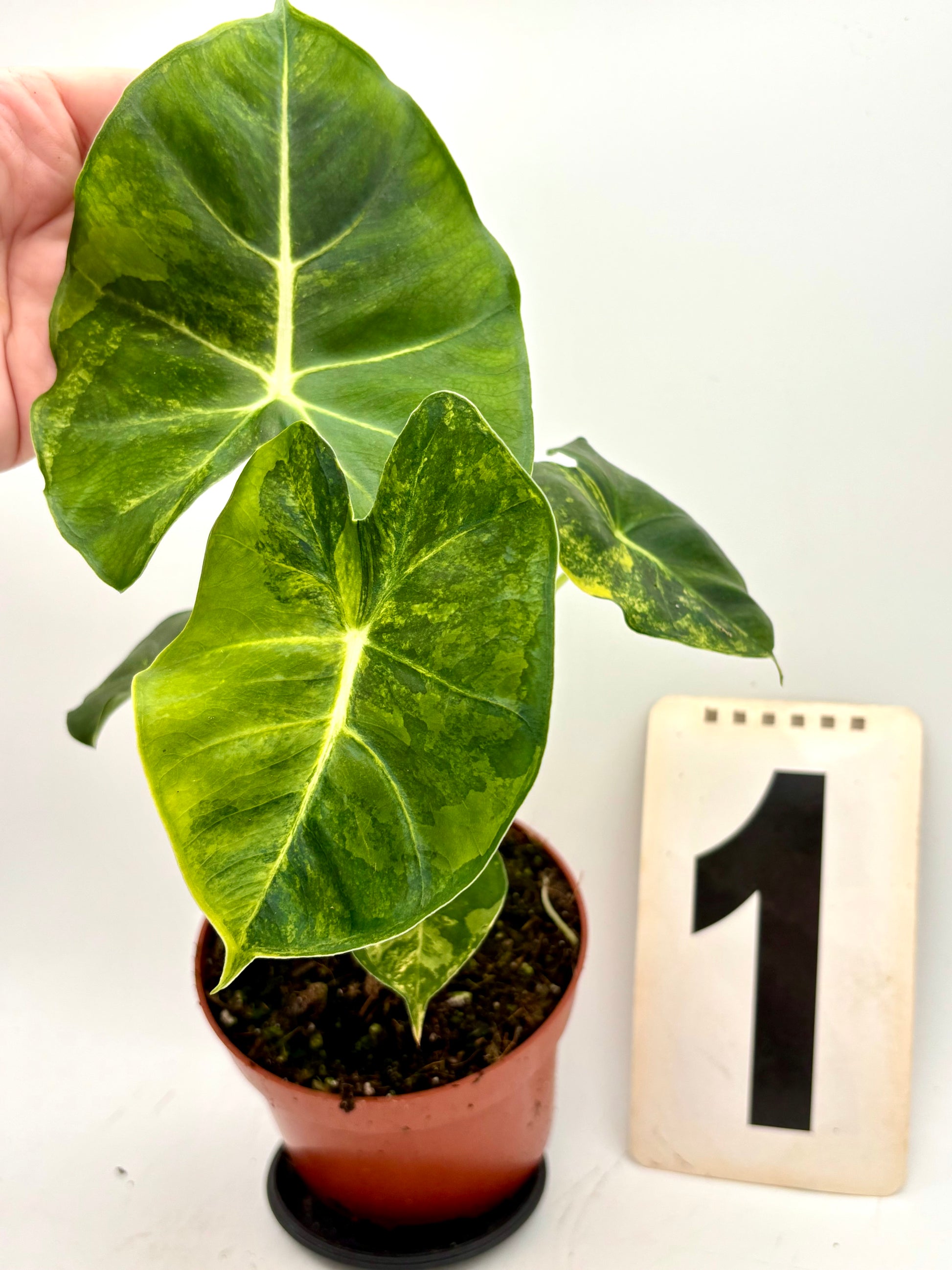 Alocasia London Eye Variegata