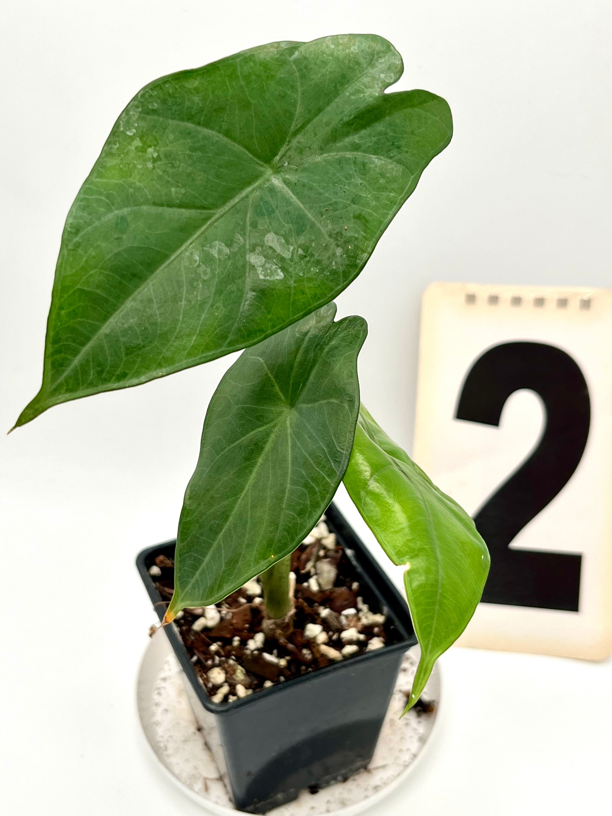Alocasia Princeps