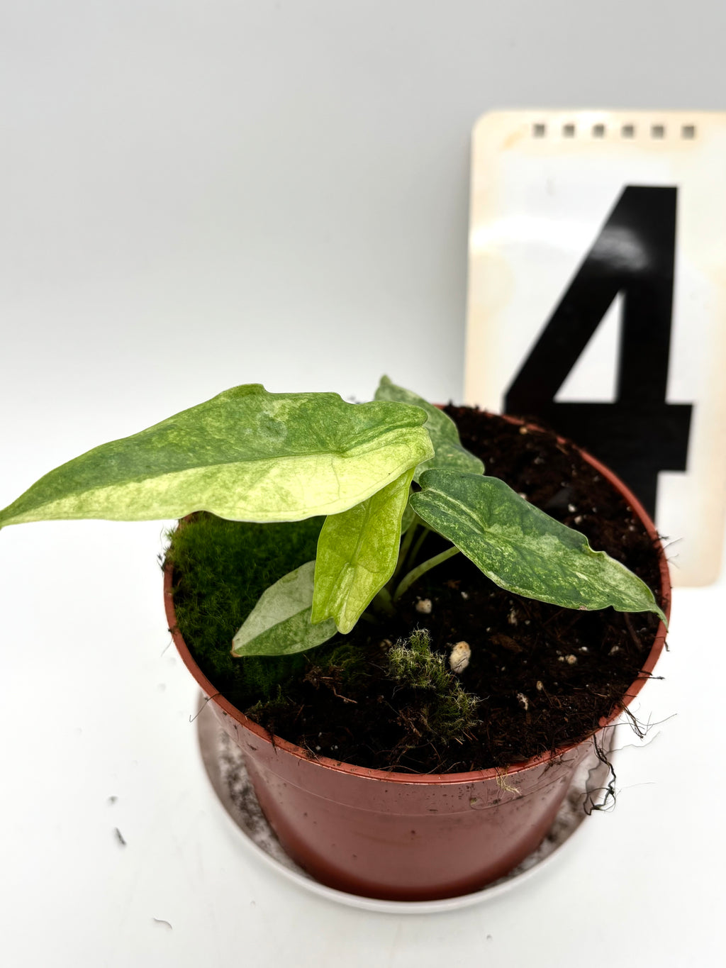 Alocasia Carpet sp Sulawesi Variegata