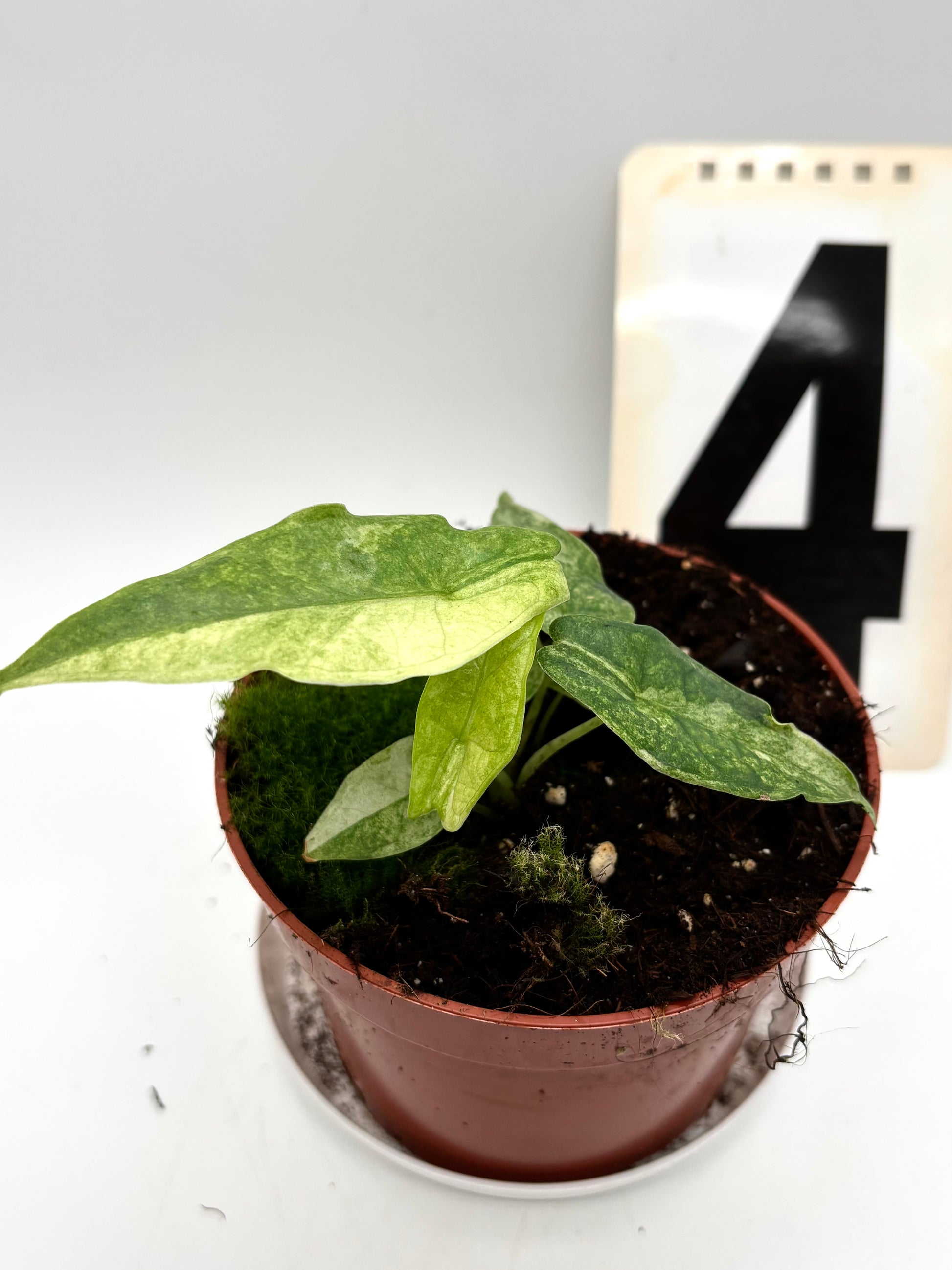 Alocasia Carpet sp Sulawesi Variegata